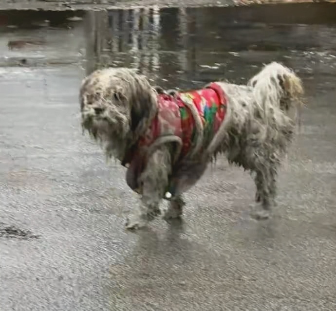 雨中流浪狗图片大全图片