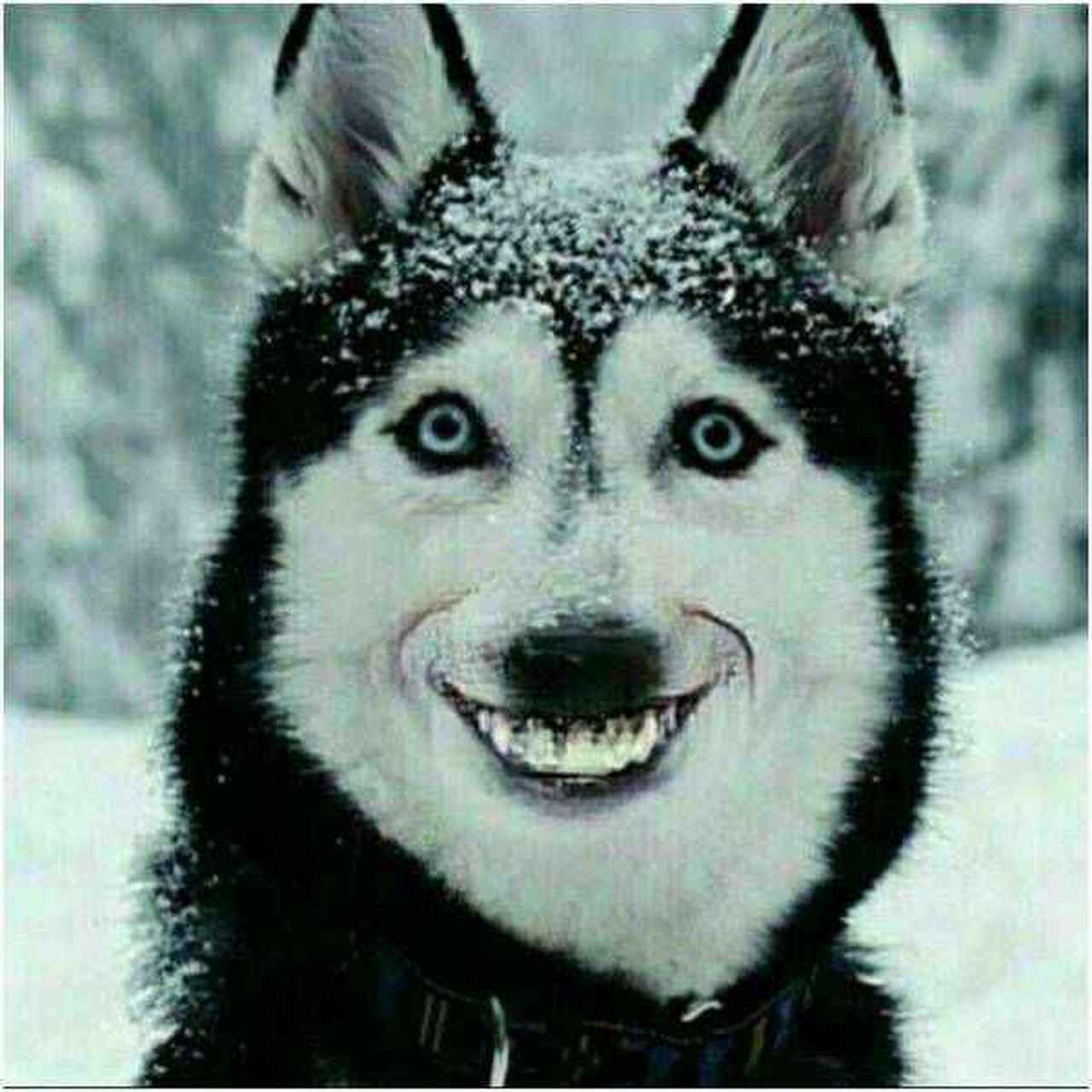 今天你笑出强大了吗?