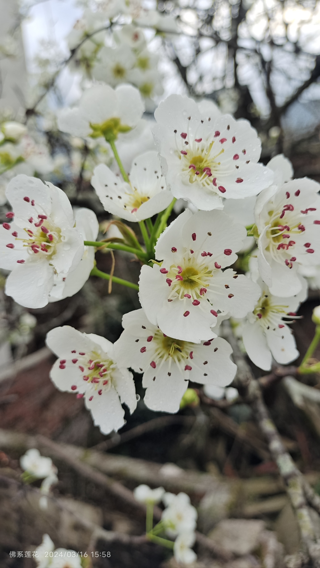 梨花花蕊的颜色图片