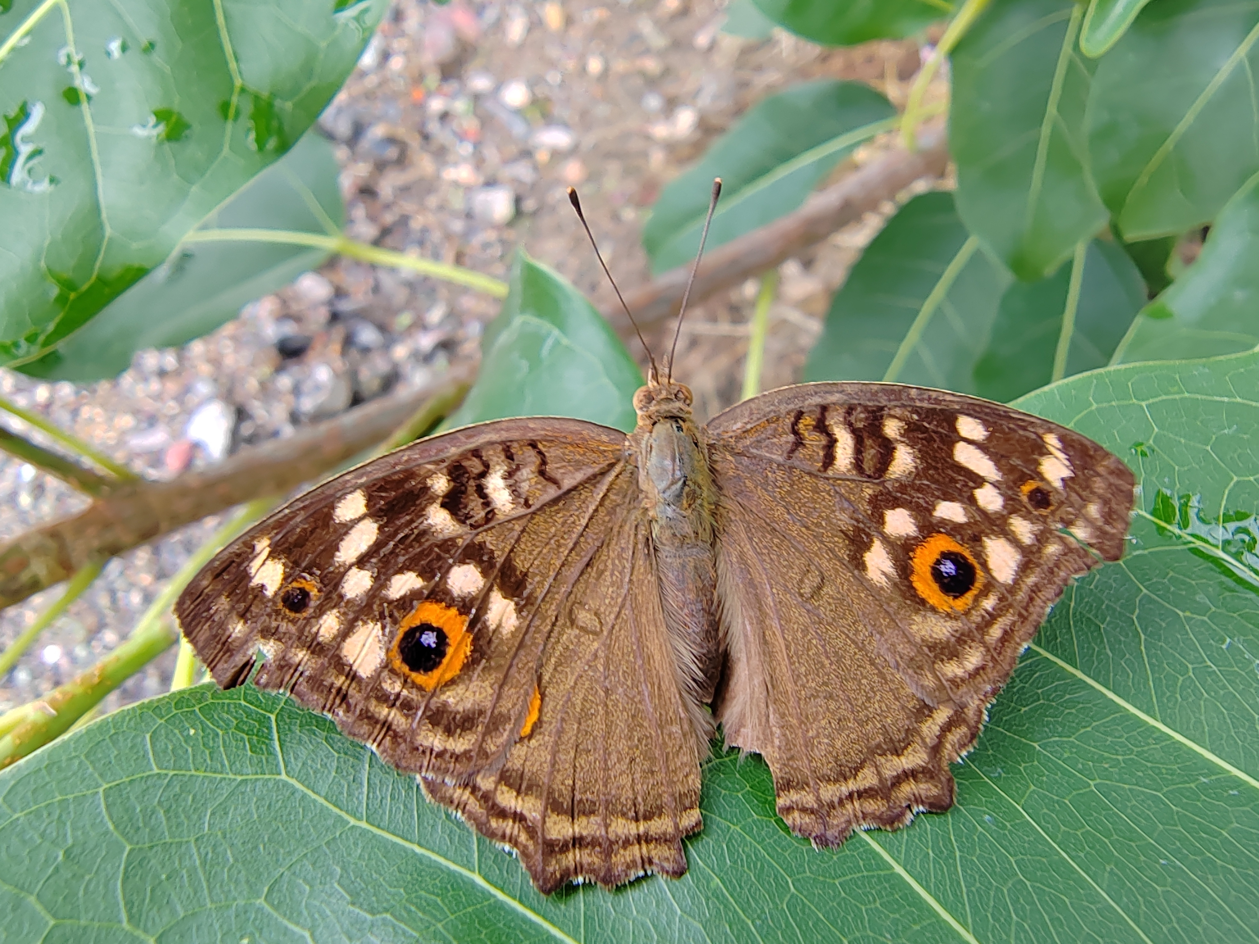 辗转难眠只三更,鸡犬相闻觅乡音