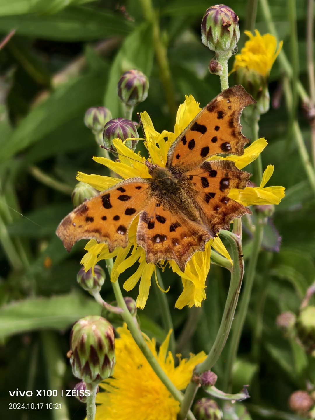 蝴蝶会吃食物吗(蝴蝶会吃水果吗) 蝴蝶会吃食物吗(蝴蝶会吃水果吗)
