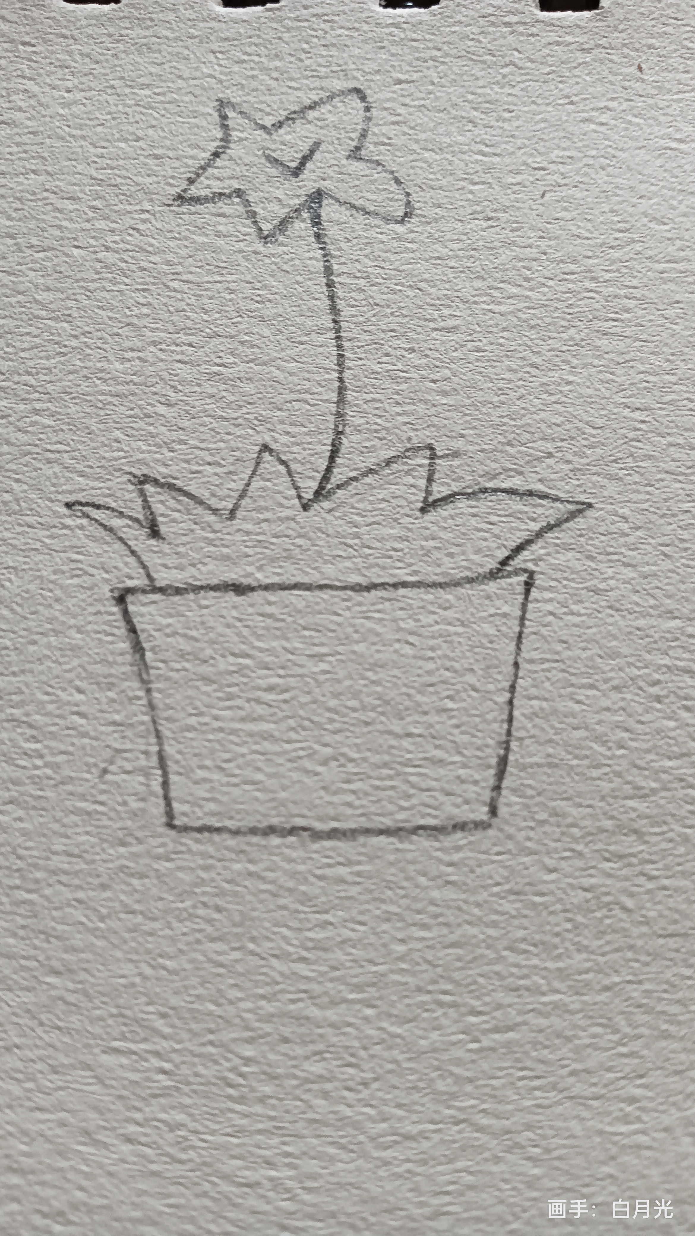 今天的作品,盆景素描.