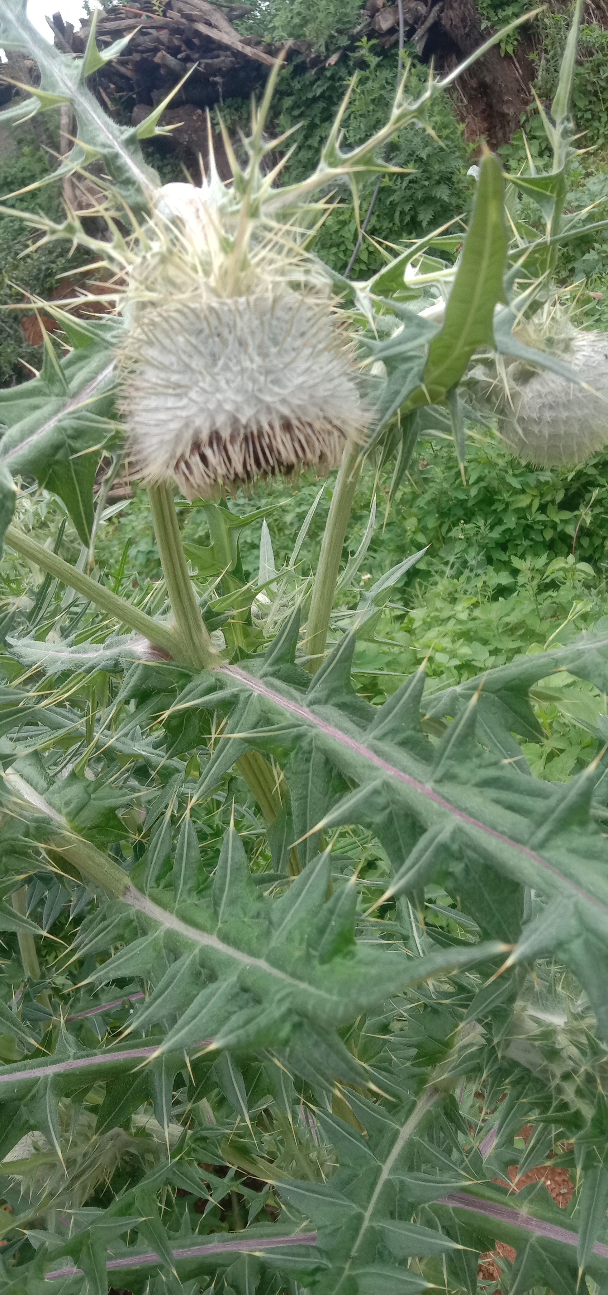 云南白花大蓟,出产地云南昭通巧家,老店,纯根炖猪排骨,鸡排骨,牛排骨