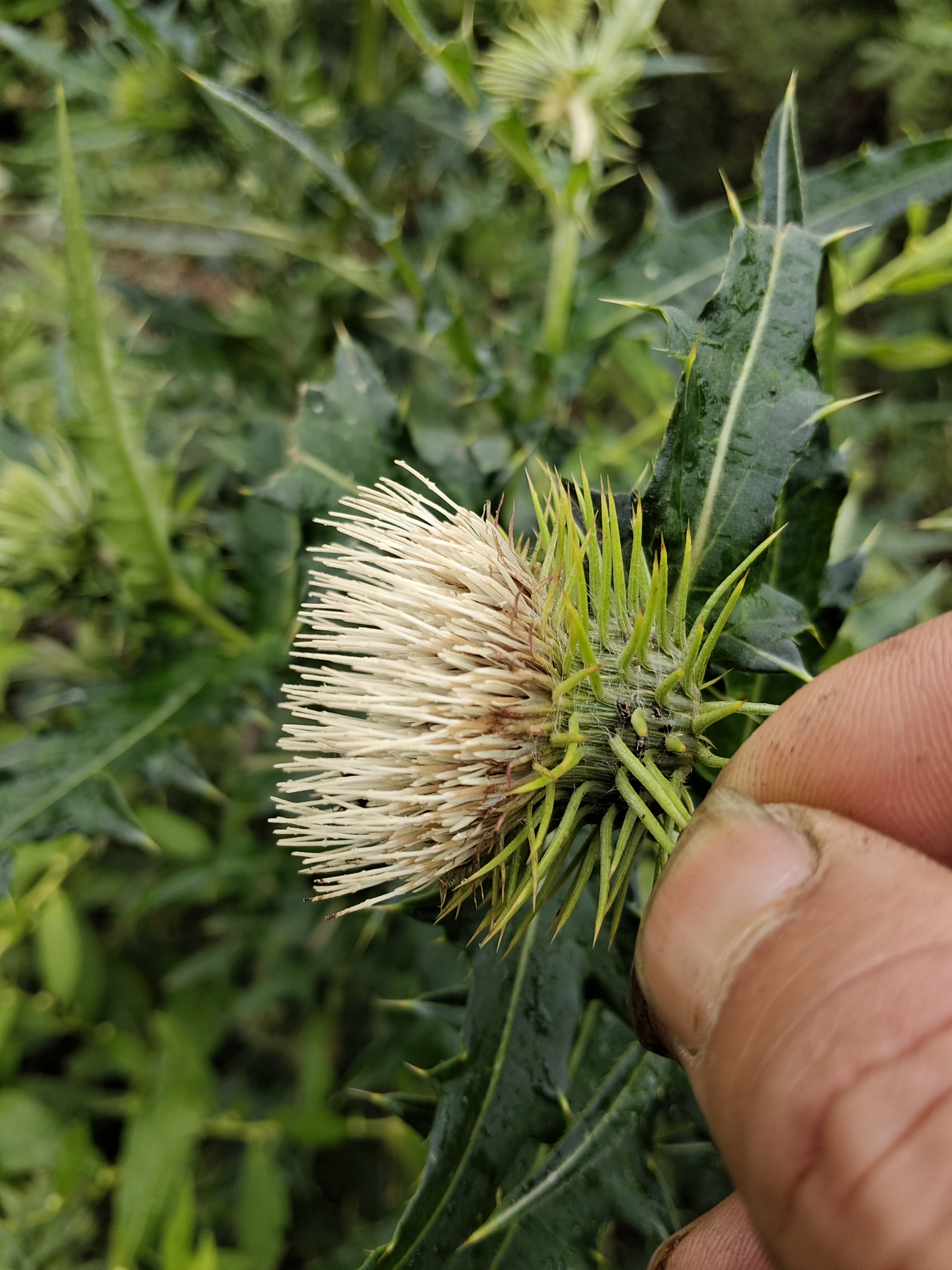 云南白花大蓟,出产地云南昭通巧家,老店,纯根炖猪排骨,鸡排骨,牛排骨