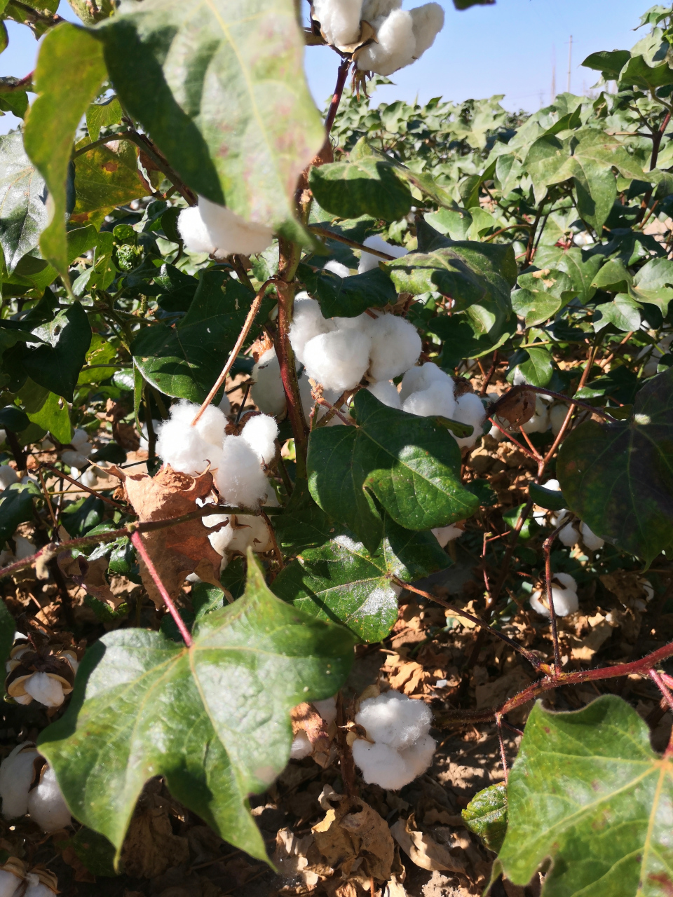 新疆,棉花成熟了. 大又白,优质的棉花.