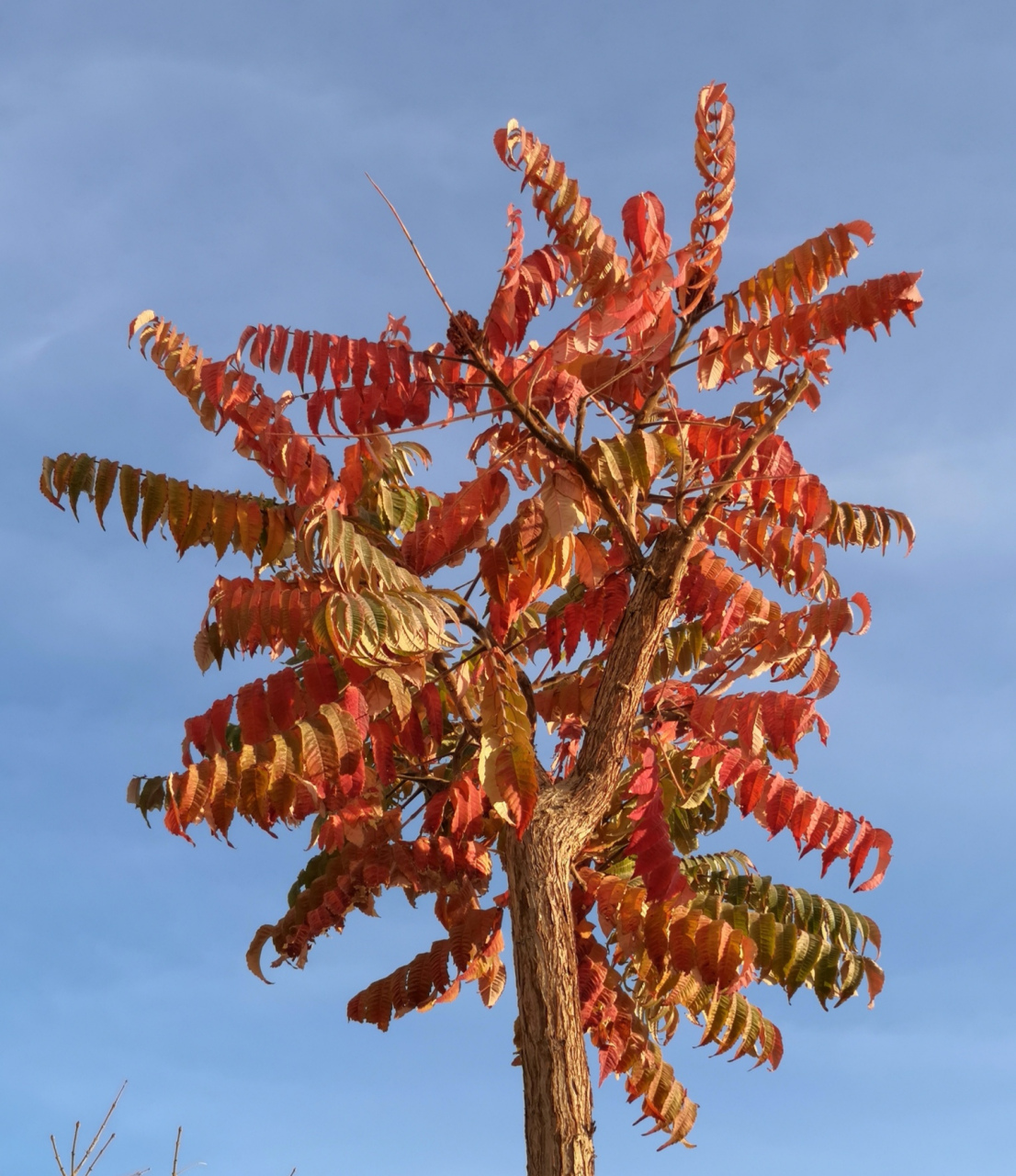 火炬树,和椿树模样一样,不同的是它在秋天变红.