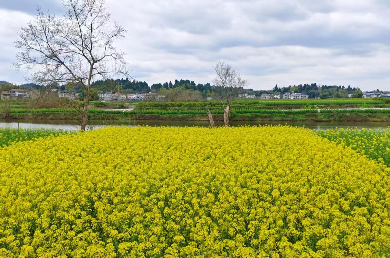 山城赏花时# 涪江畔的重庆潼南崇龛镇,万亩油菜花正值盛放期
