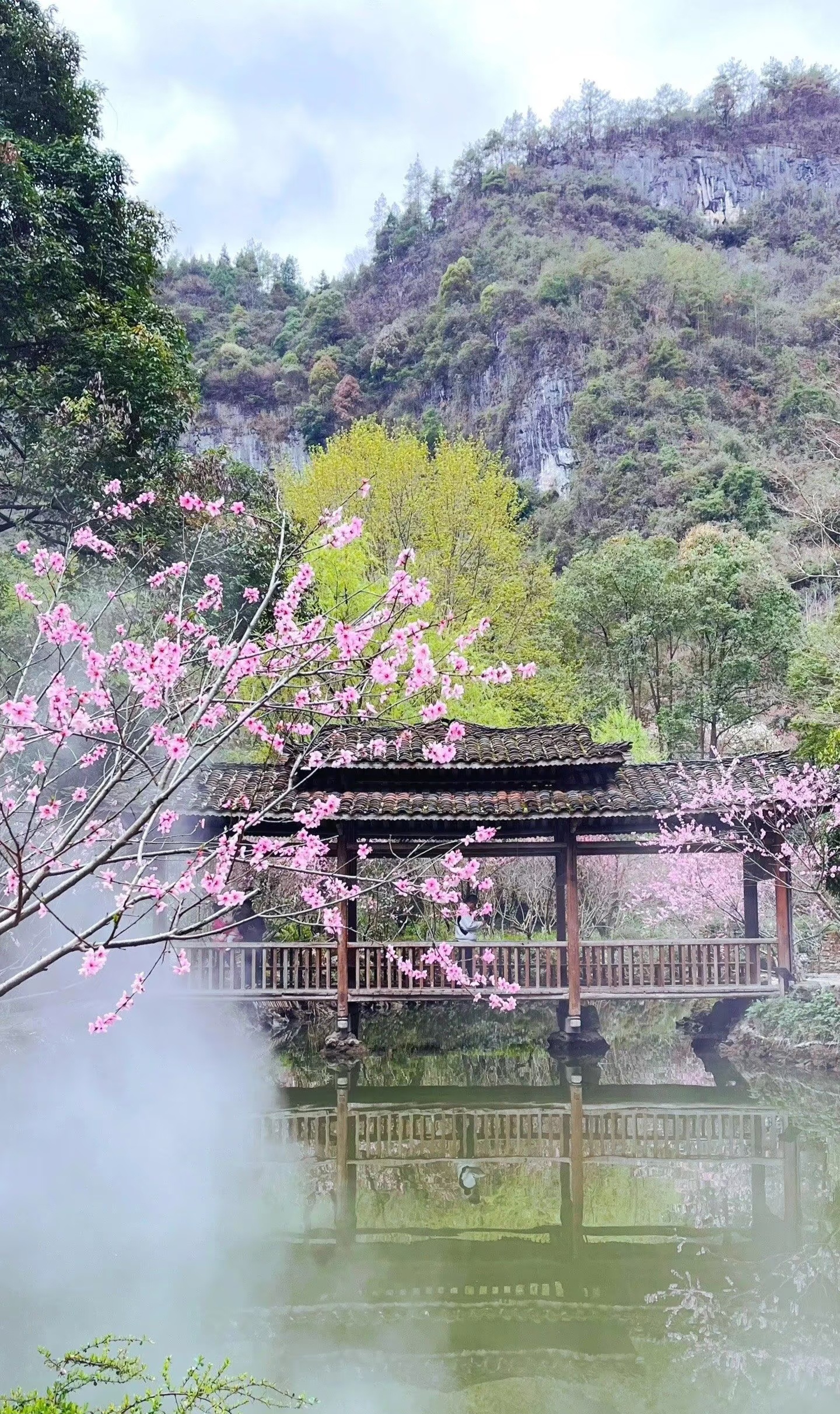 山城赏花时# 阳春三月,风携暖意,重庆酉阳桃花源景区,一场盛大的桃 