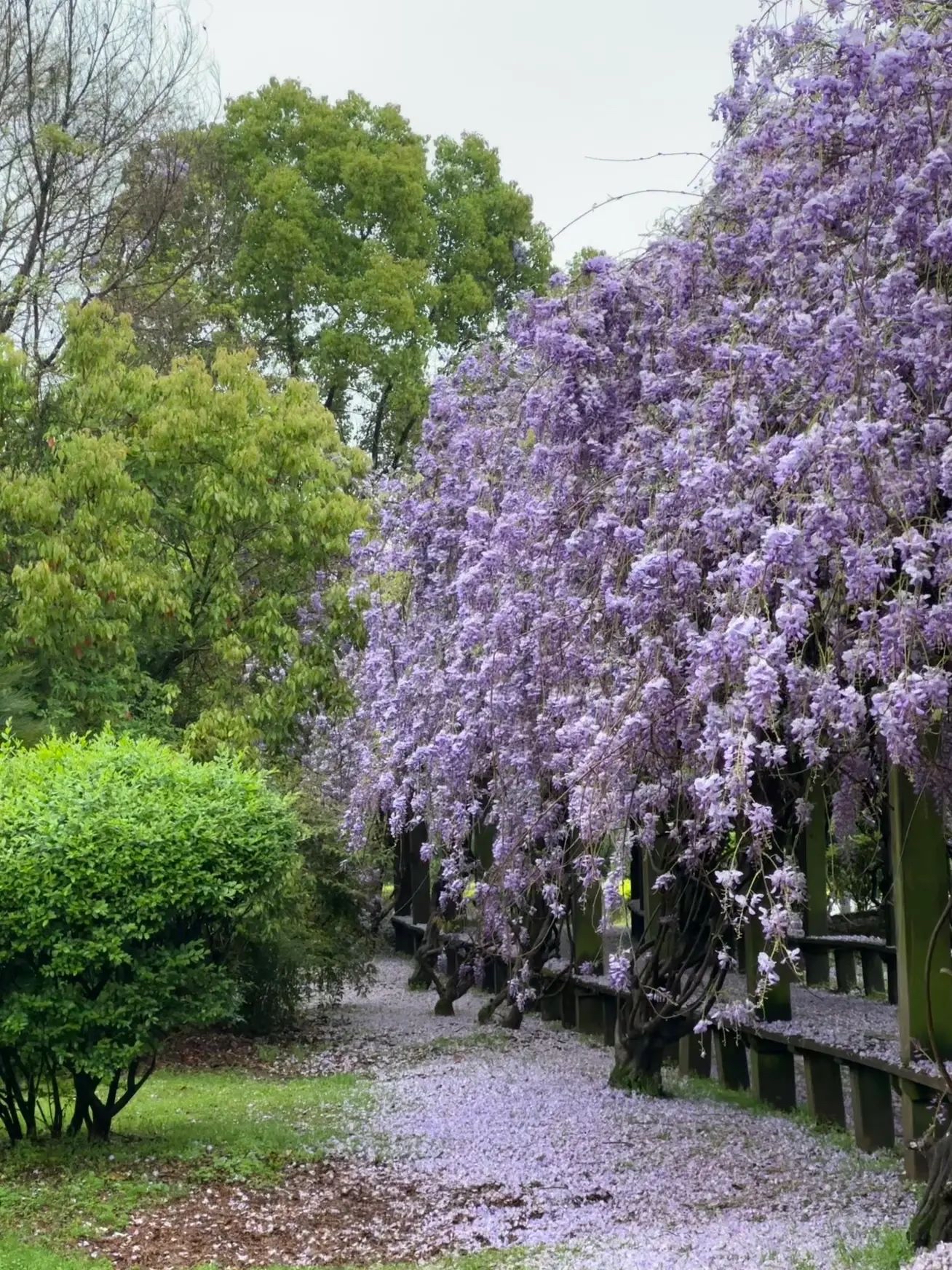 江西师范大学 瑶湖图片