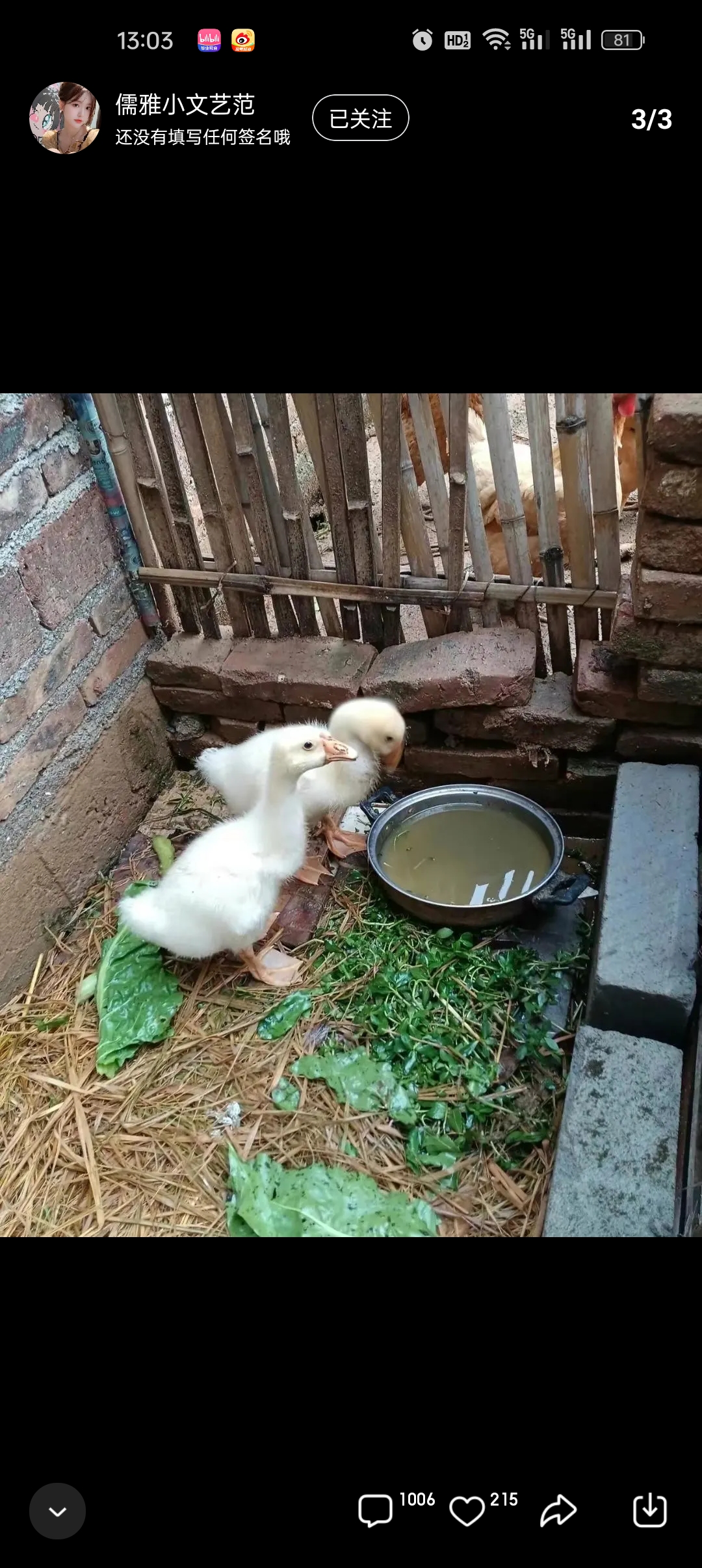 小鸭子和小鹅的区别图图片