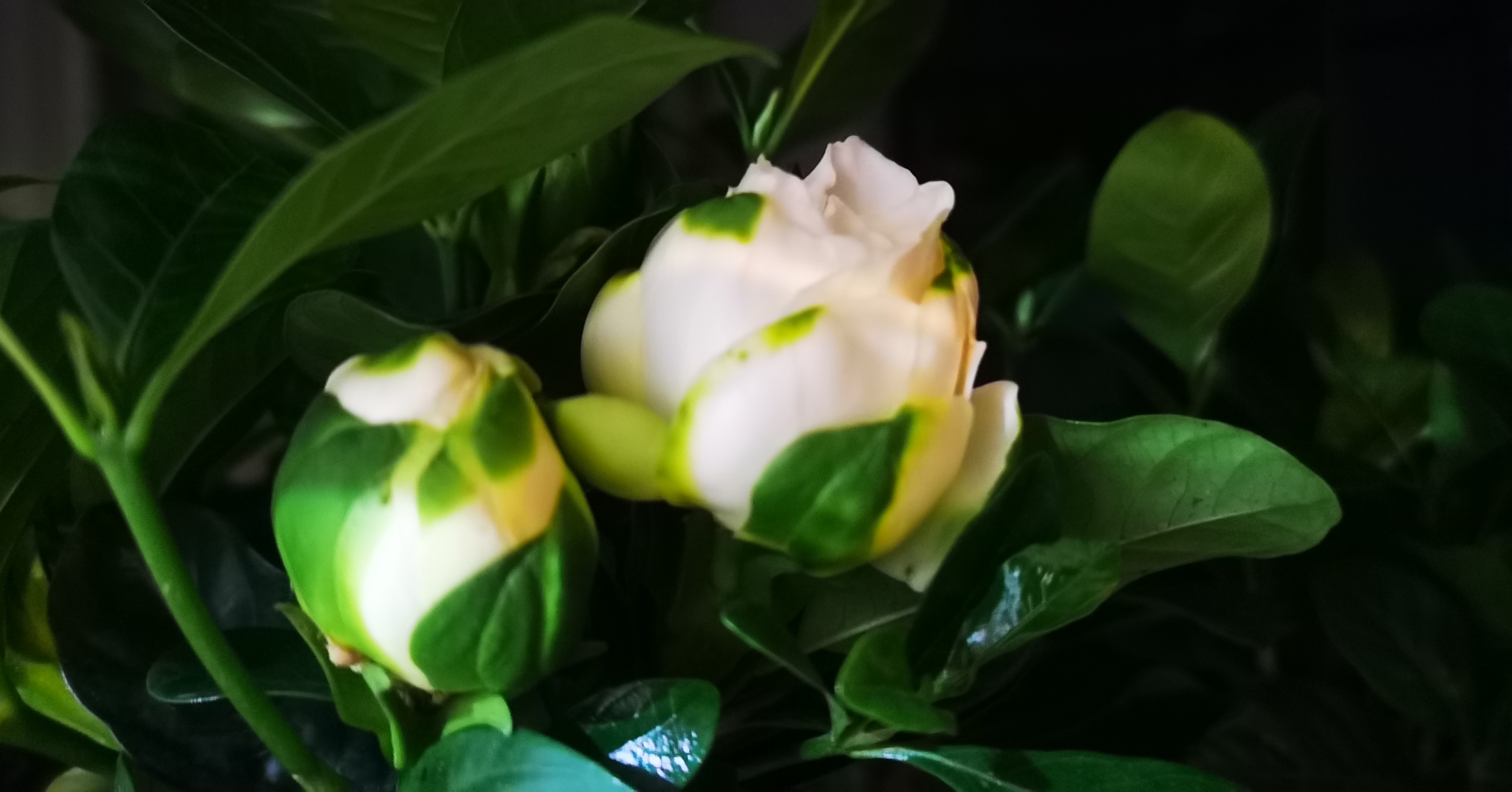 "若是月亮还没来,路灯也可照窗台,照着白色栀子花芬芳微开;若是晨风也