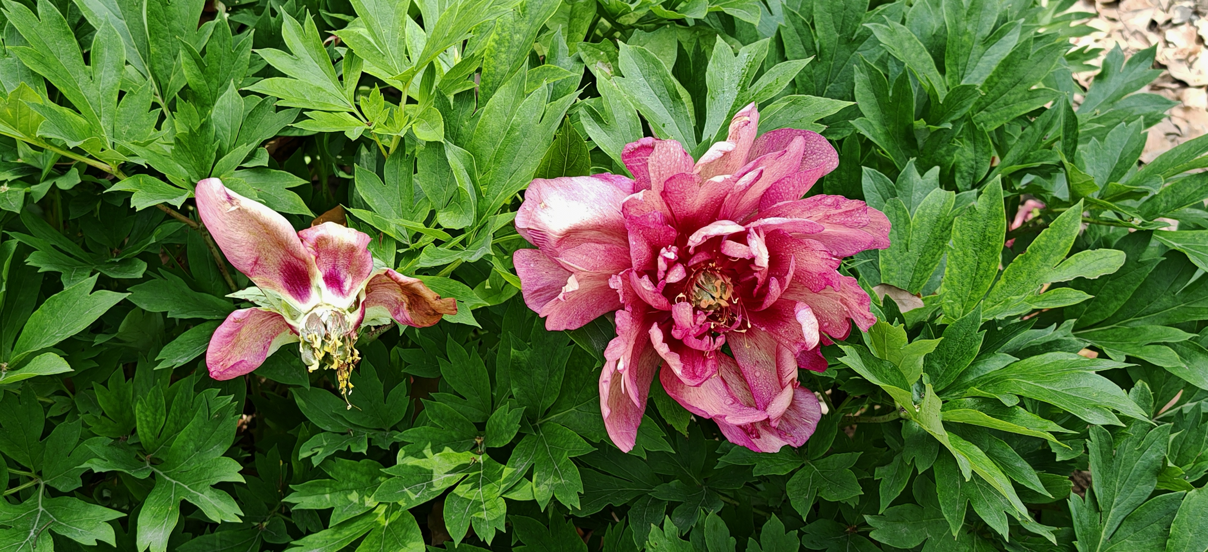 惊艳了时光的牡丹花,你get了吗?  这朵牡丹花真是美得让人心动不已!