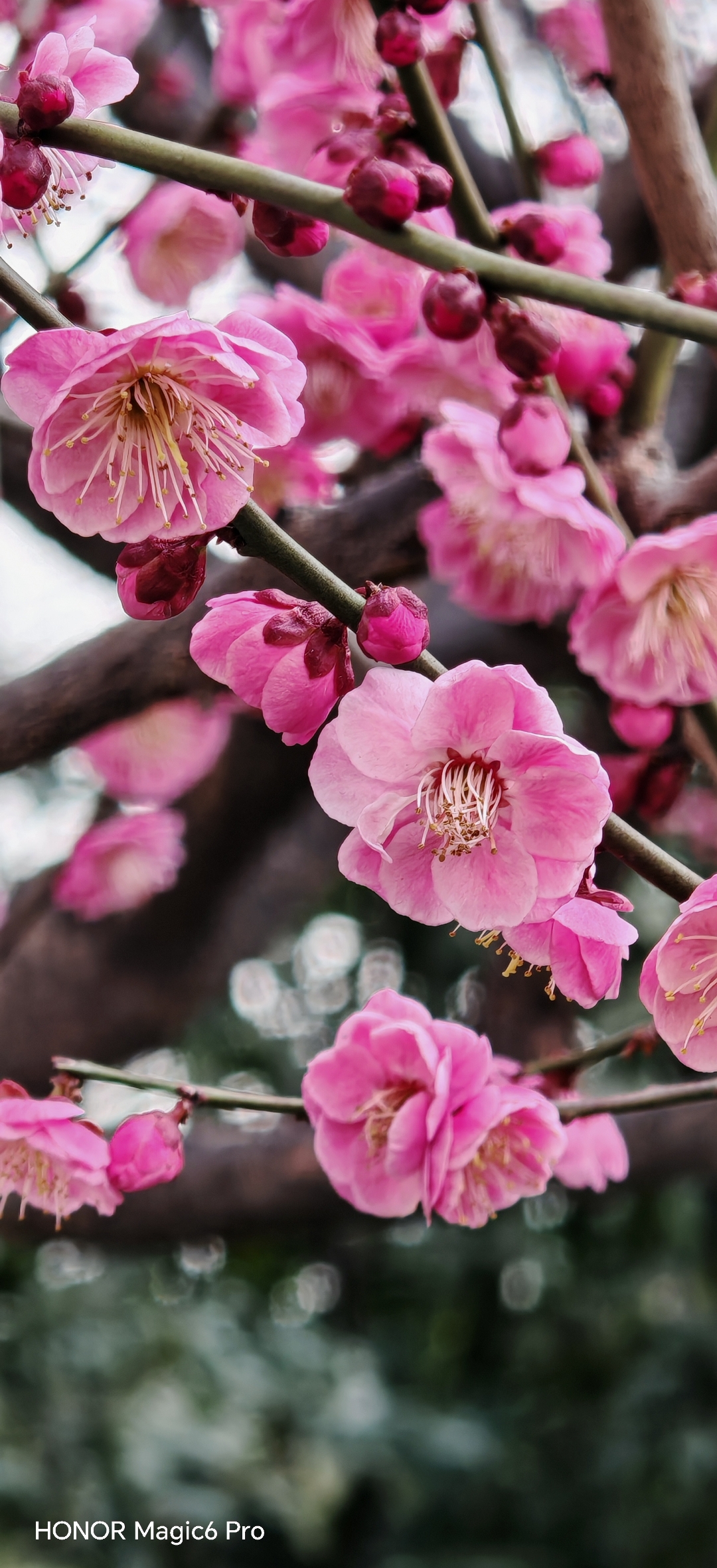 漫步于世纪公园,仿佛踏入了一幅绚烂的梅花画卷