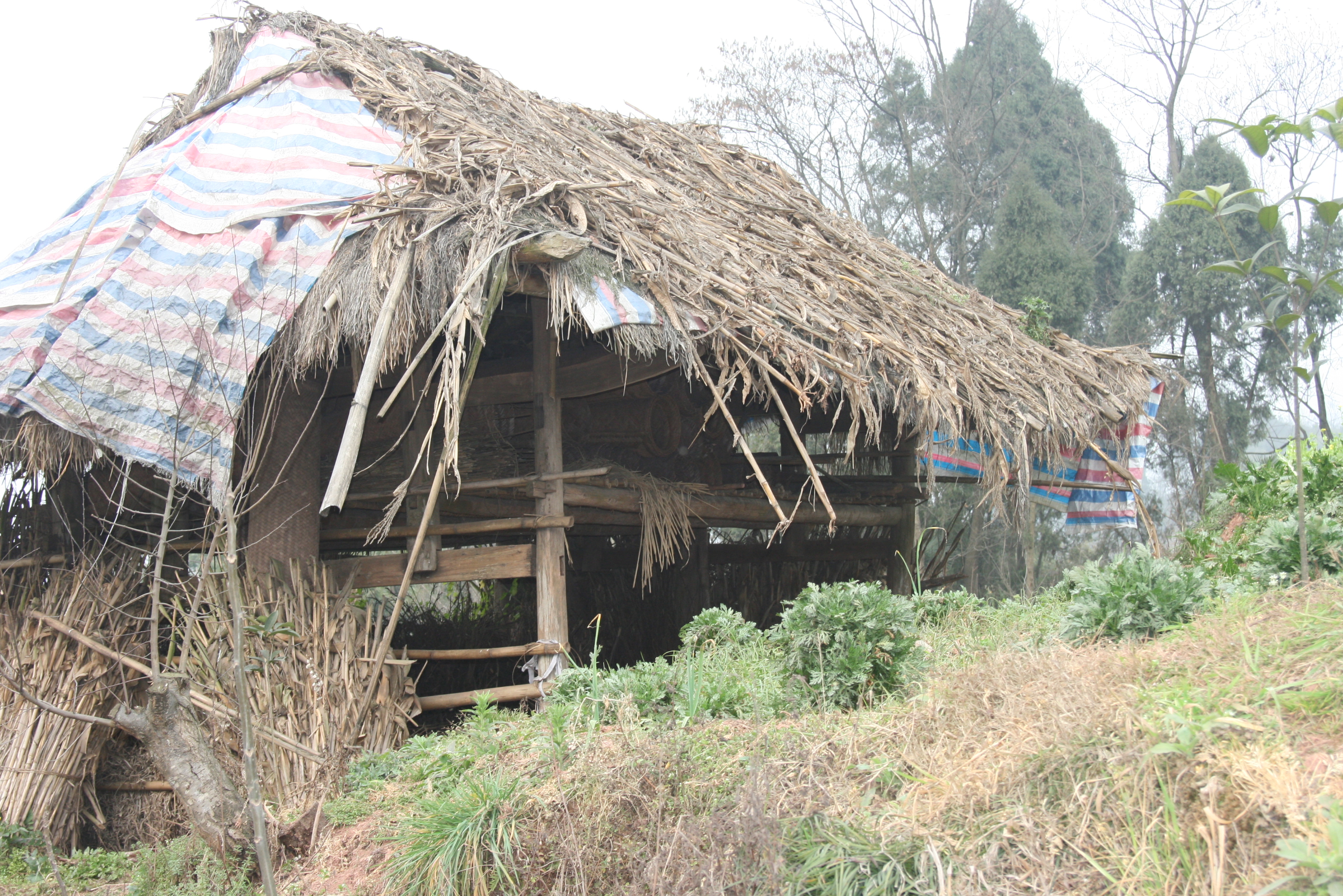 老家茅草屋.
