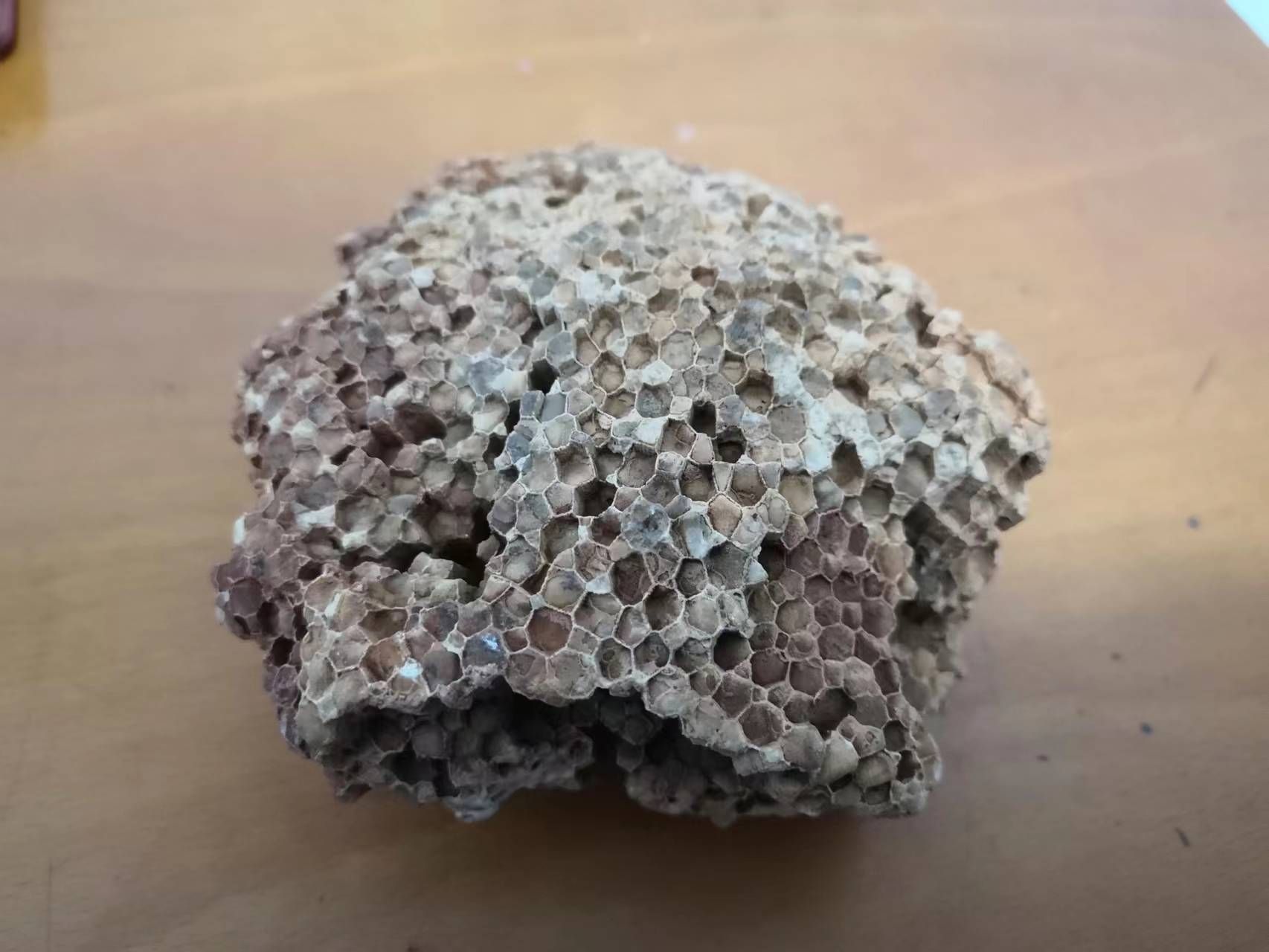 农村山上的野蜂窝化石(别名草蜂),外观精致,保存完好,收藏爱好者的最