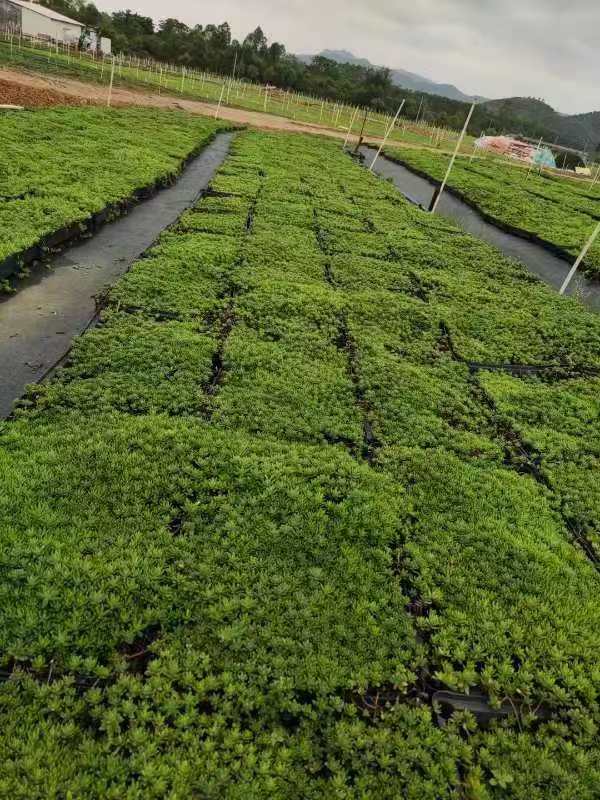 陕西安儒亿屋顶立体绿化草原植物包是采用土壤稳定原理,通过提供植物