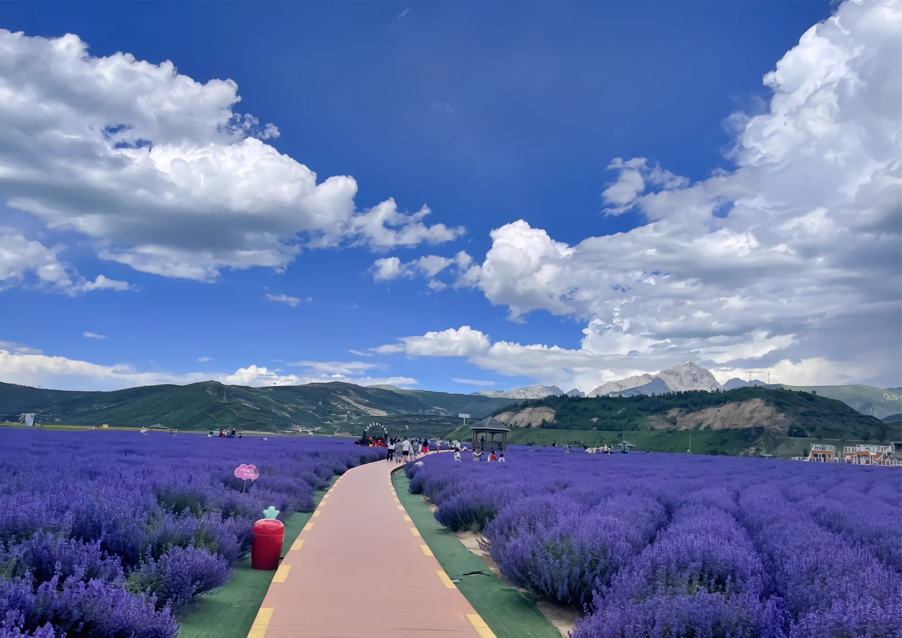 川西新都桥薰衣草基地的美让人窒息,一片紫色的海洋.
