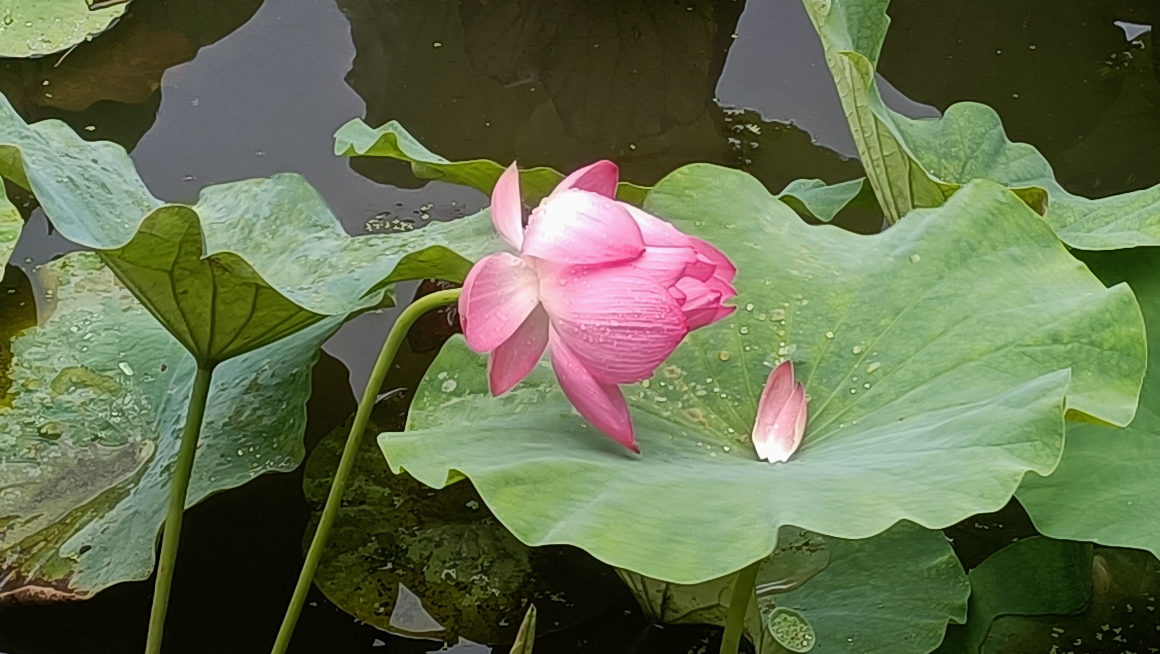 雨后荷花池图片图片