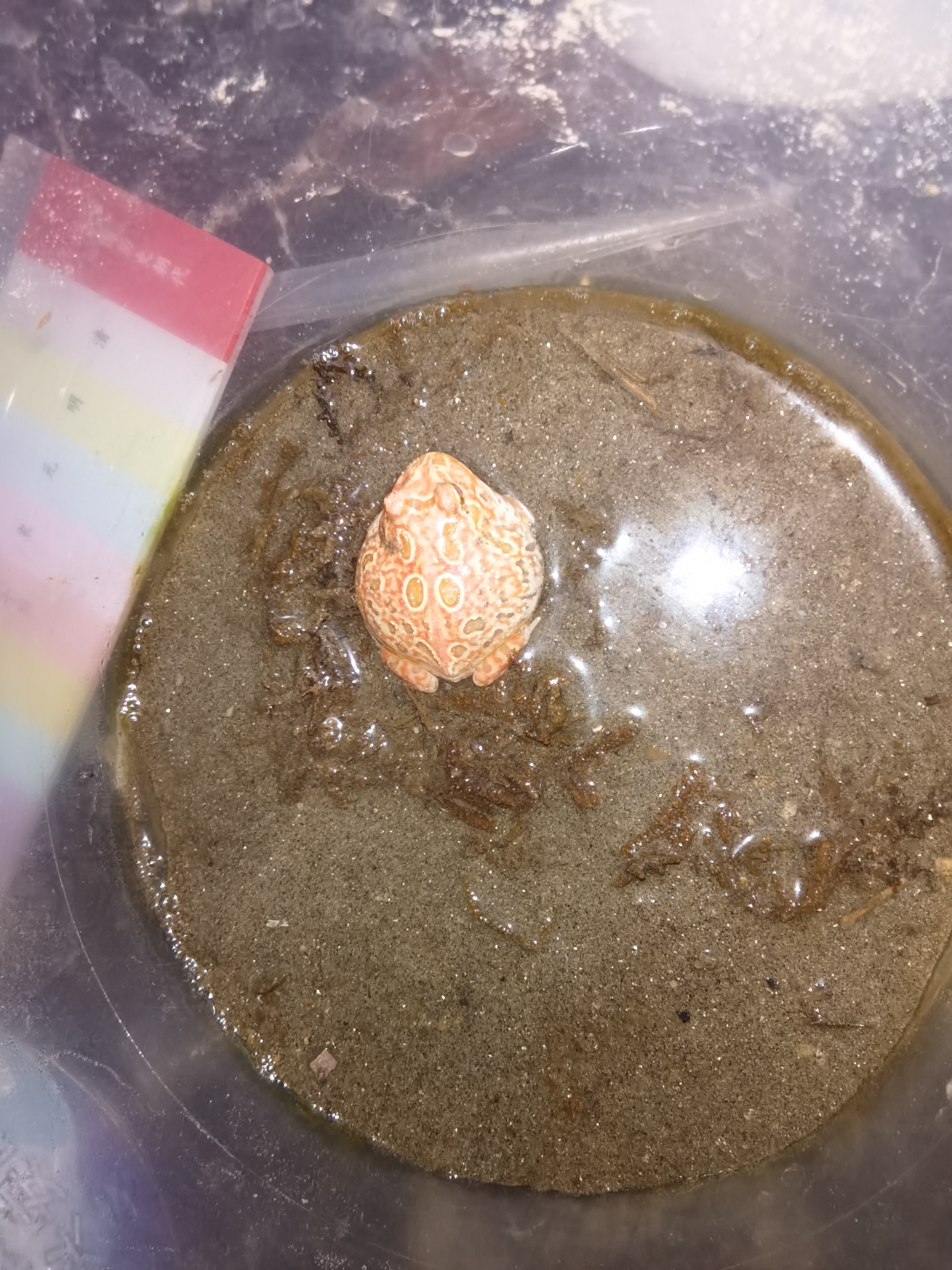 那只绿角蛙叫帝王绿,已经五厘米大了,一开始瞳孔一大一小,后来就慢慢