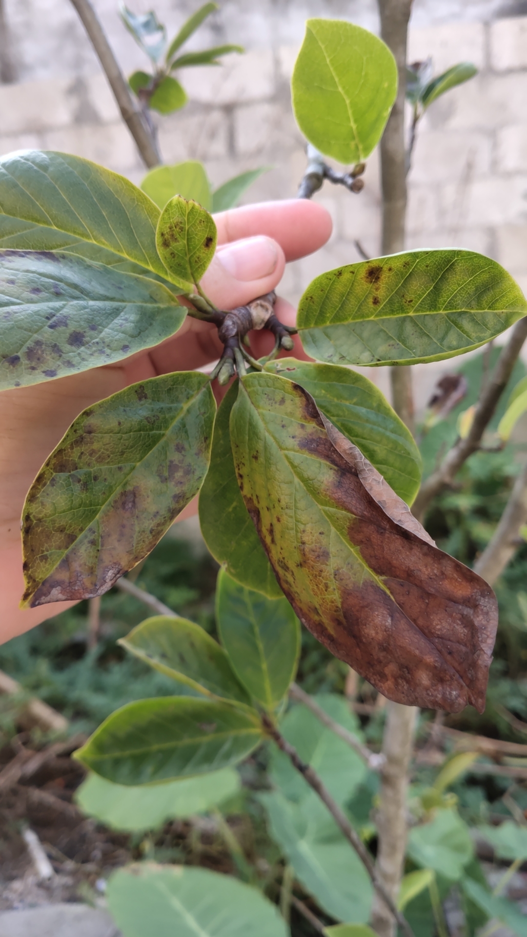 花烛叶子焦斑图片