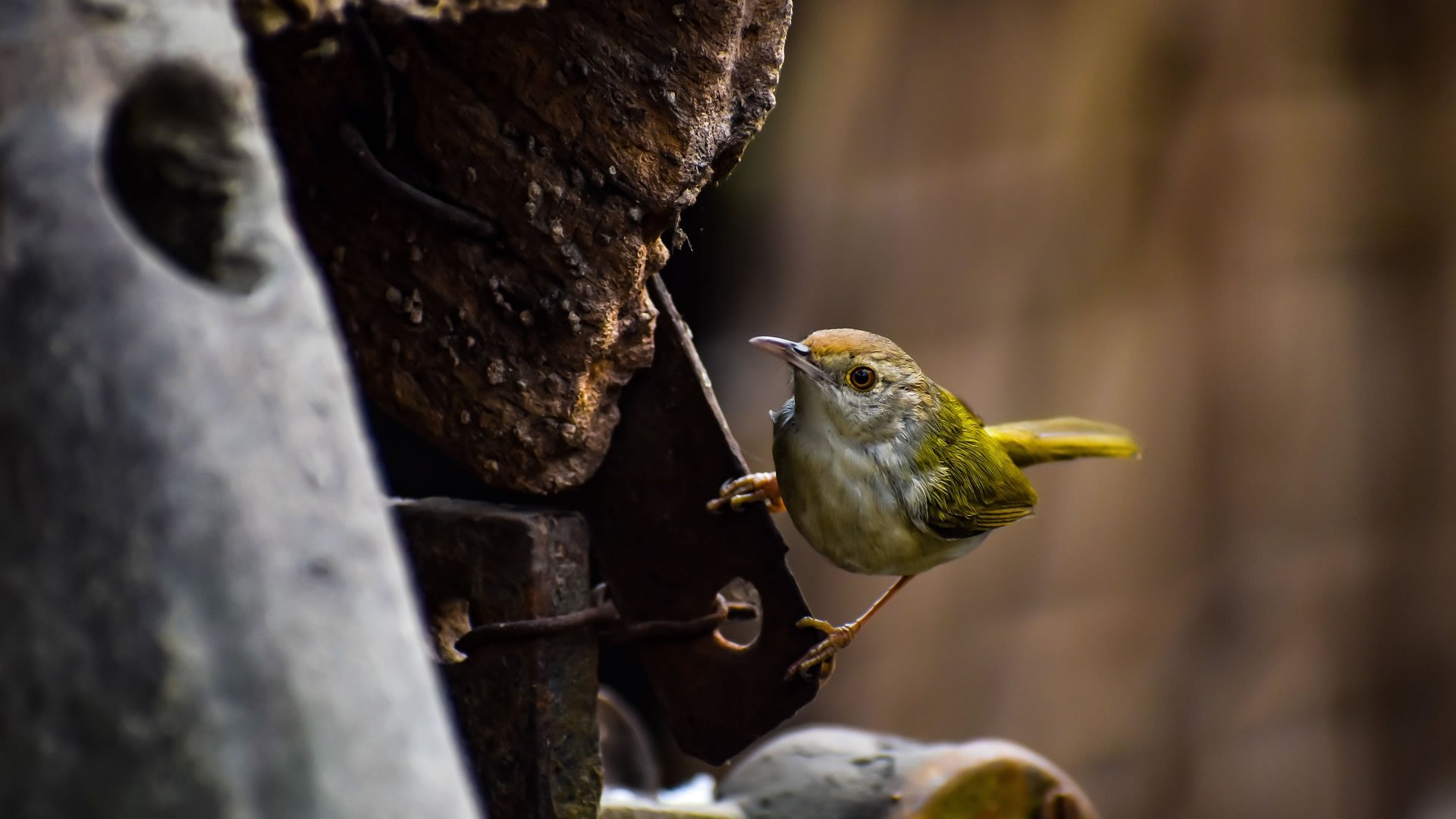 亚马逊河流域有一种文鸟,当同伴不幸死亡时,其他同类就会叼来五颜六色