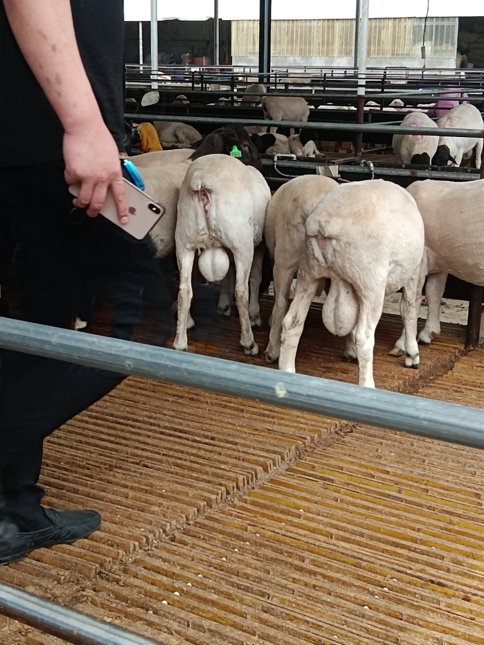 黑头杜泊种公羊