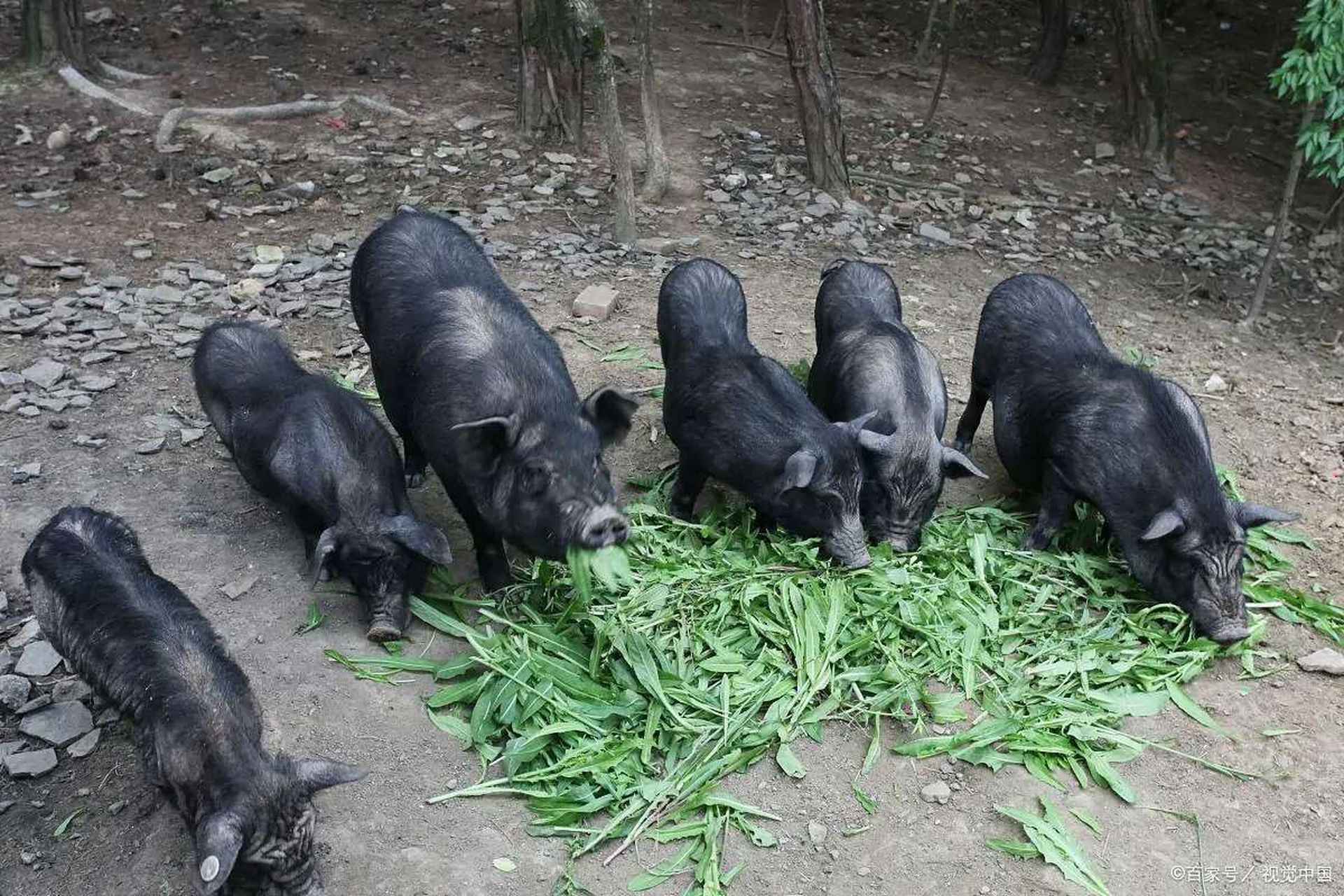 西双版纳的朋友养的小耳朵冬瓜猪