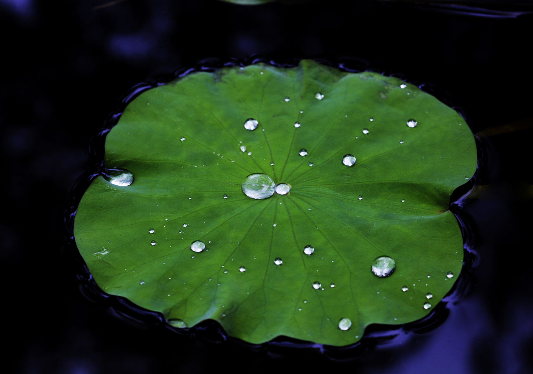 雨后荷塘,清新如画.9715水滴轻触荷叶,舞出夏日的诗行.