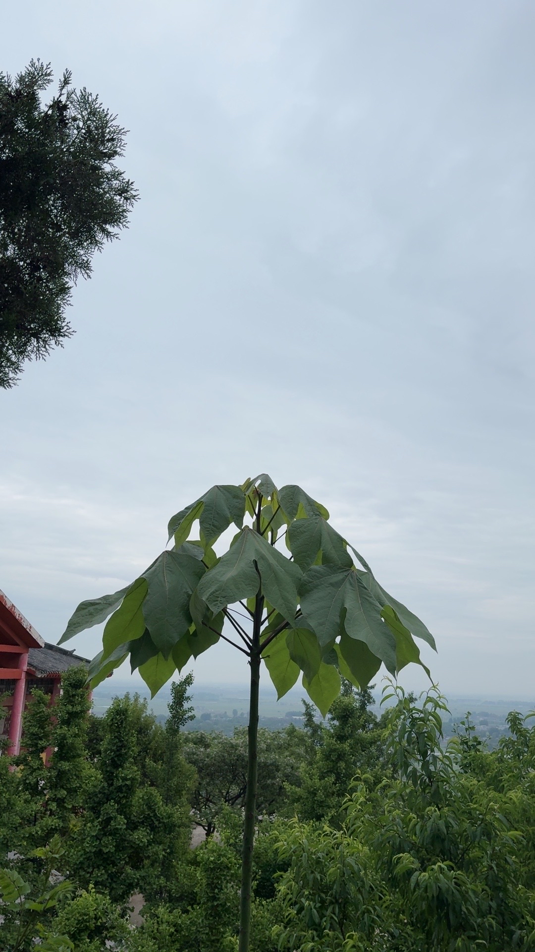 菩提树静坐图片