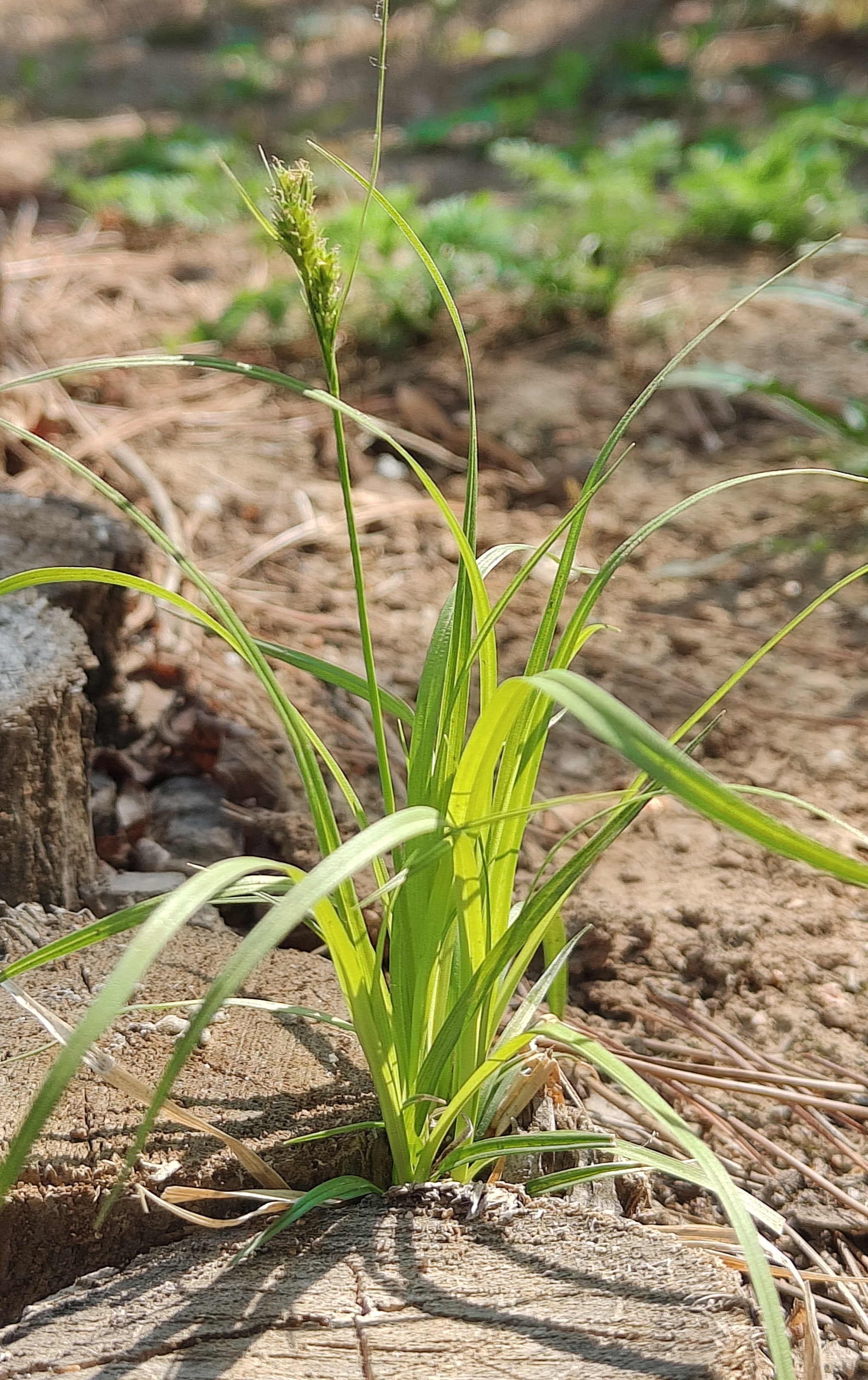 看那细长的绿叶,在阳光下舞动,羽状排列,宛如自然的旋律
