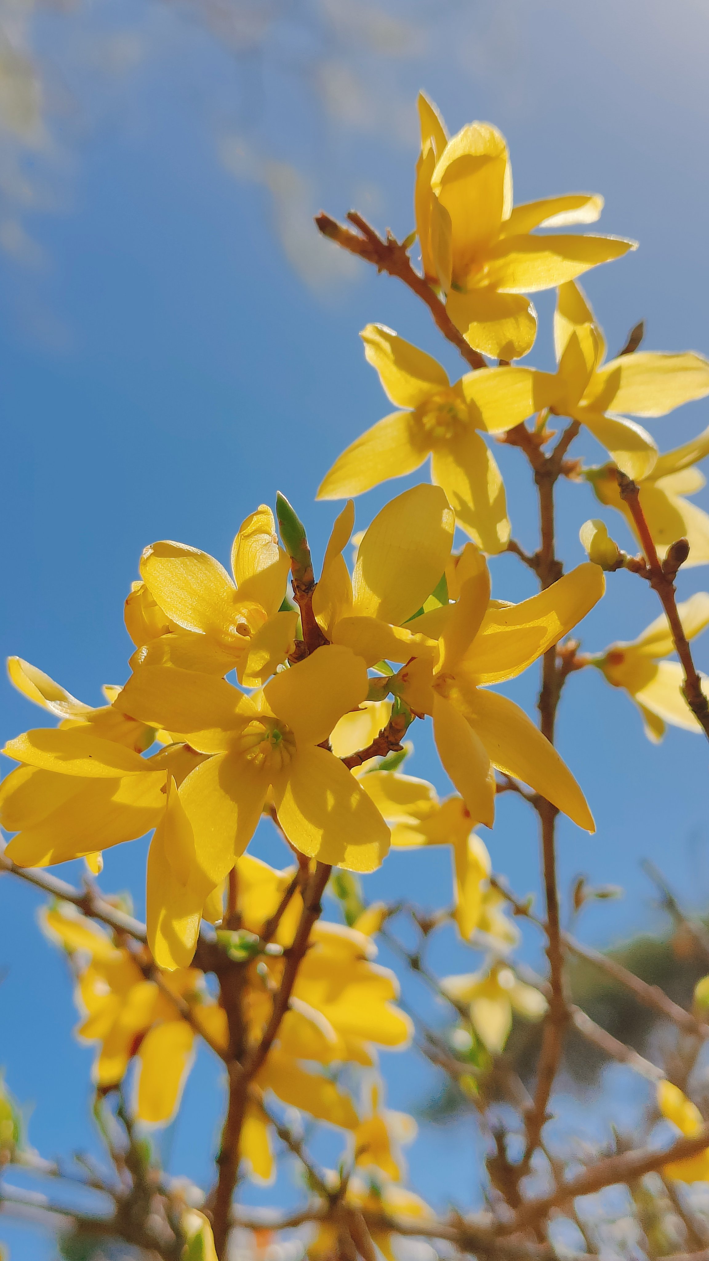 仔细观察,每一朵连翘花都由多个花瓣组成,中心部分呈现出深色的伙蕊