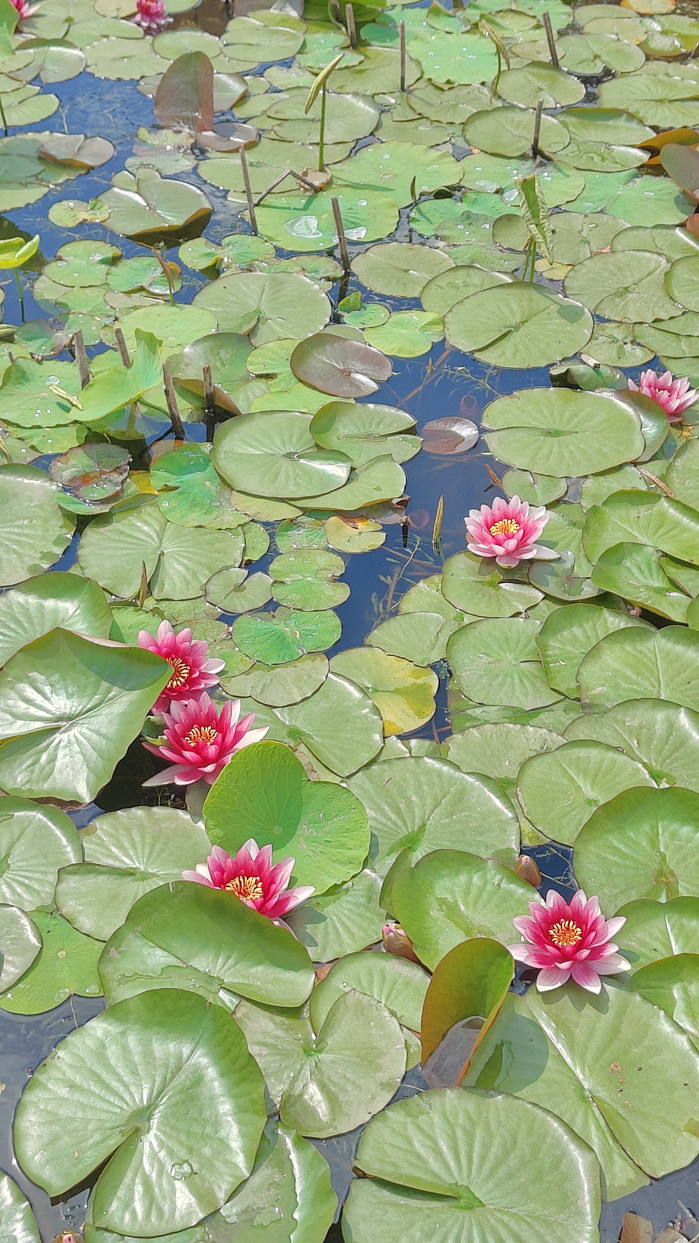 夏日荷塘,荷叶翩翩,荷花绽放,宛如一幅美丽的画卷.