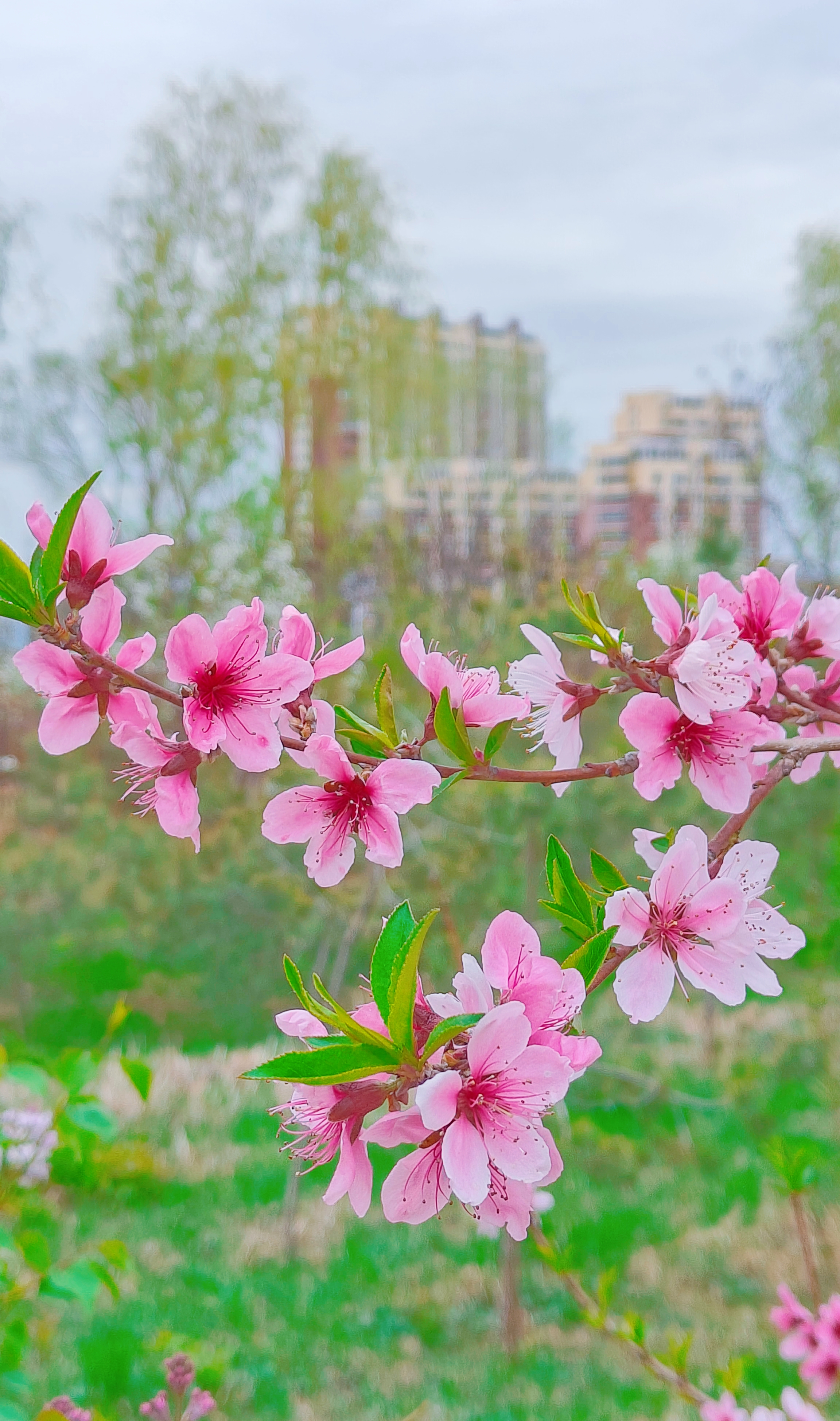 樱花花瓣如细腻的丝绸,深粉色与白色的交织,仿佛在诉说着春天的故事.