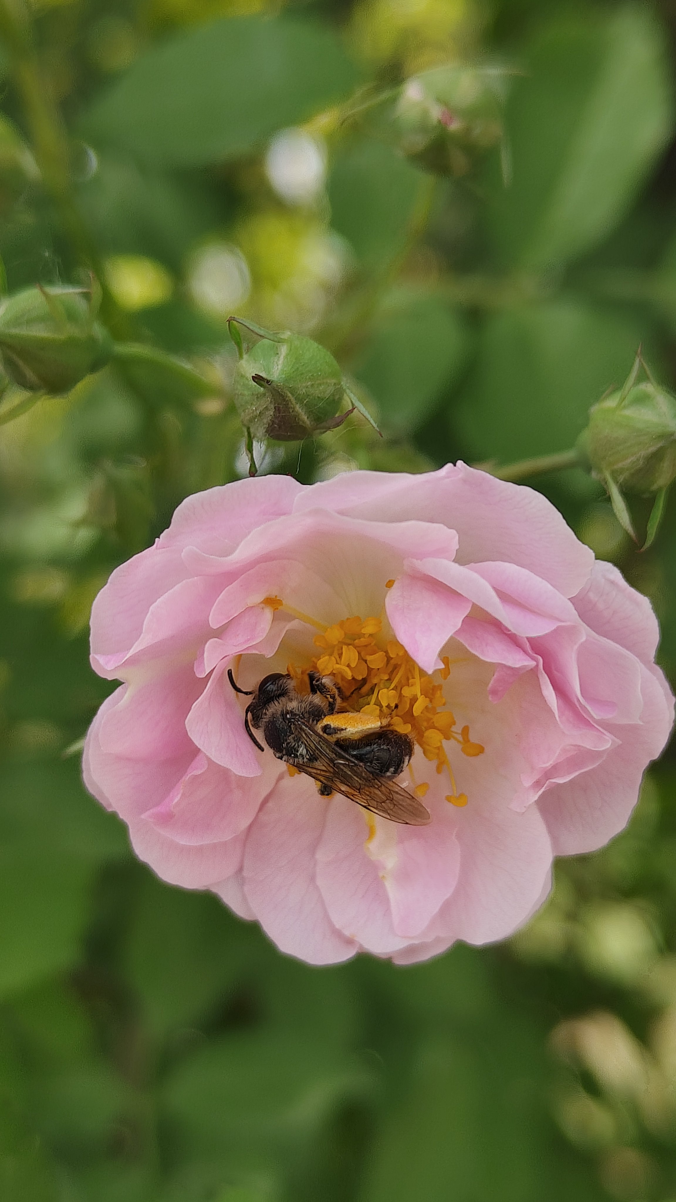 这张玫瑰花上的蜜蜂照片真是太美啦!