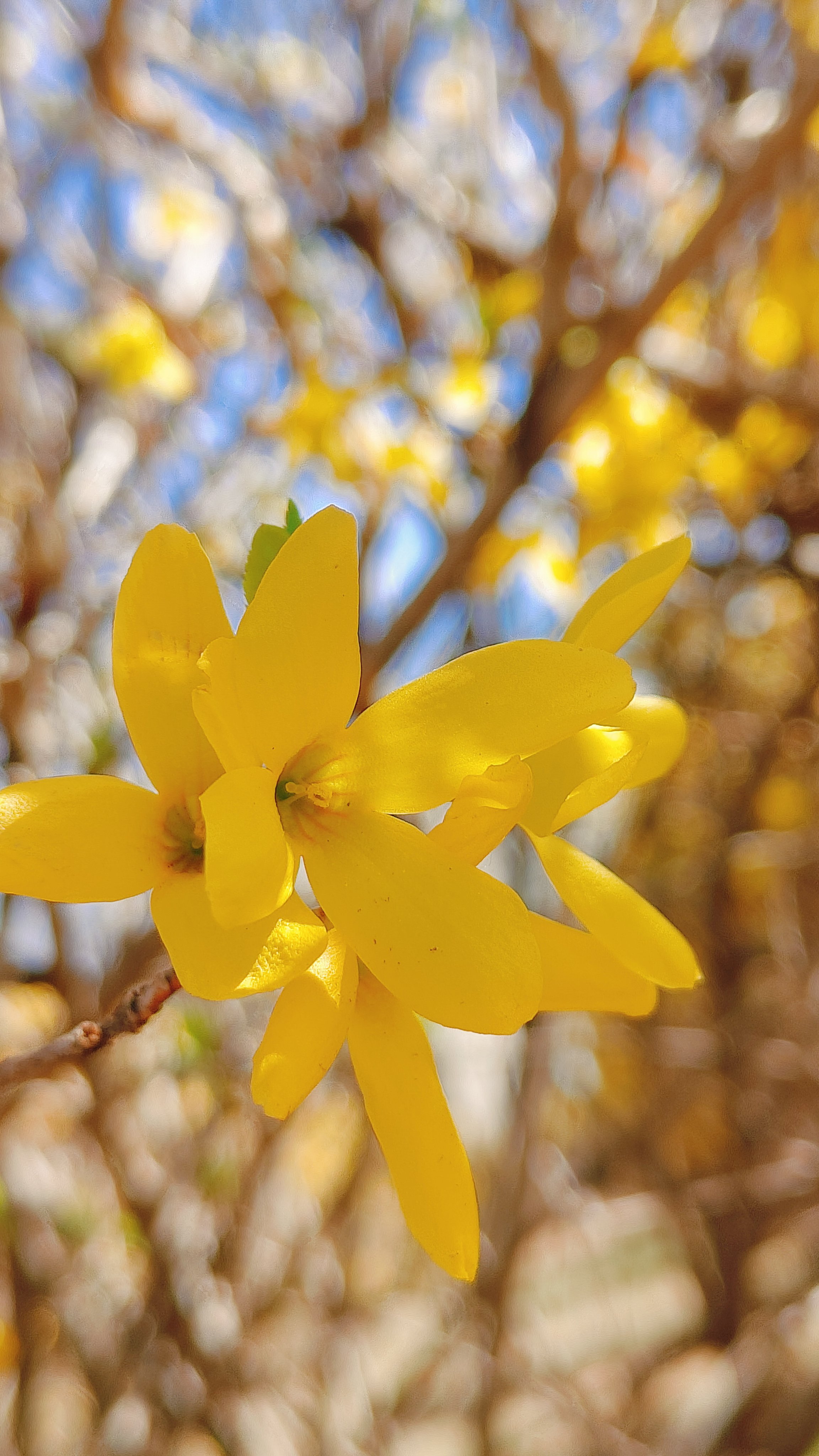 仔细观察,每一朵连翘花都由多个花瓣组成,中心部分呈现出深色的伙蕊