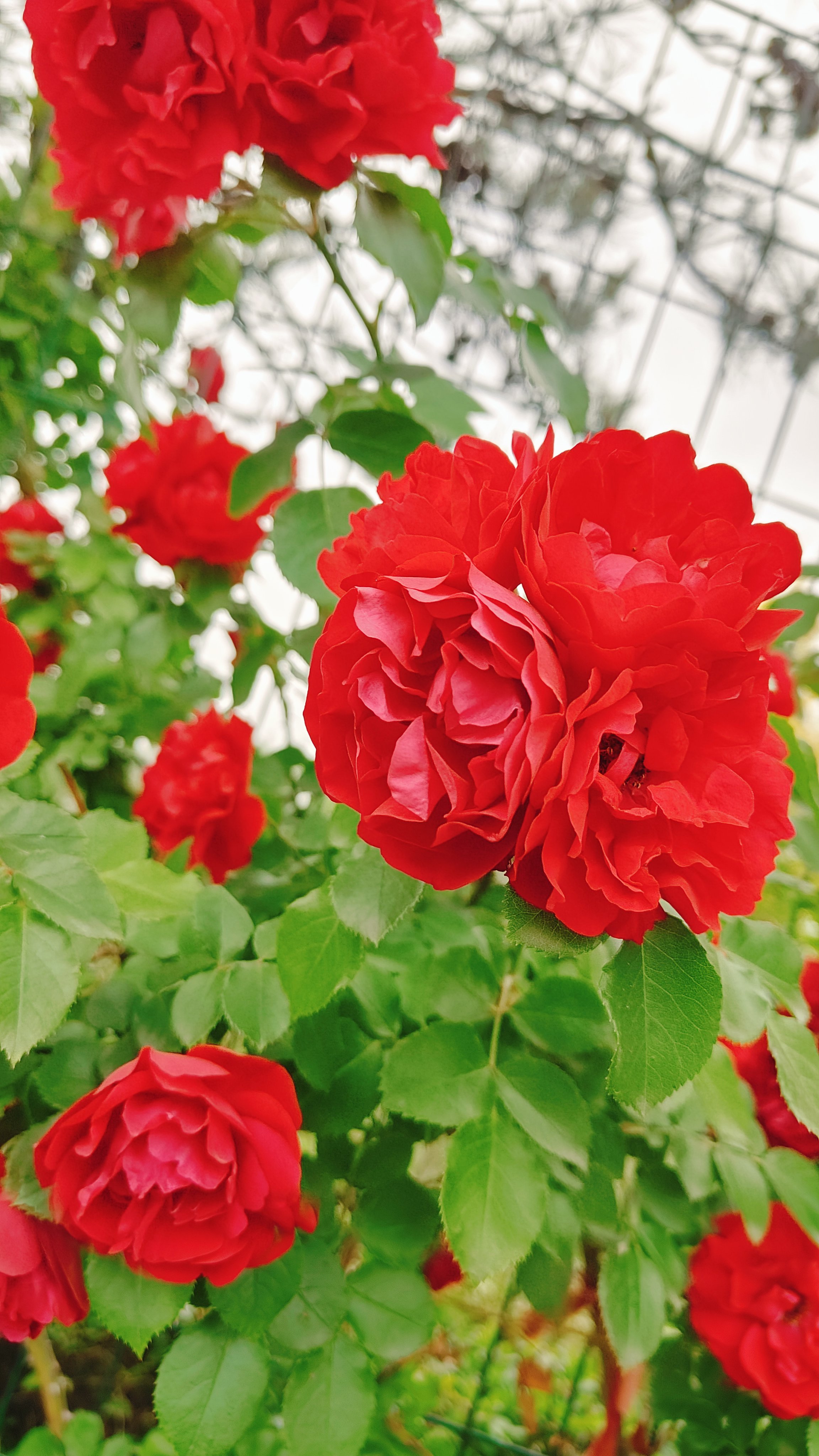 这朵红玫瑰也太美了吧!