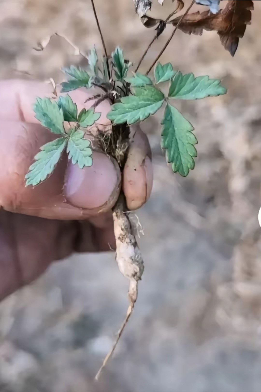 的外皮,里面的茎肉白白嫩嫩,有股甜丝丝的味道,我们叫它"湖北小人参"!