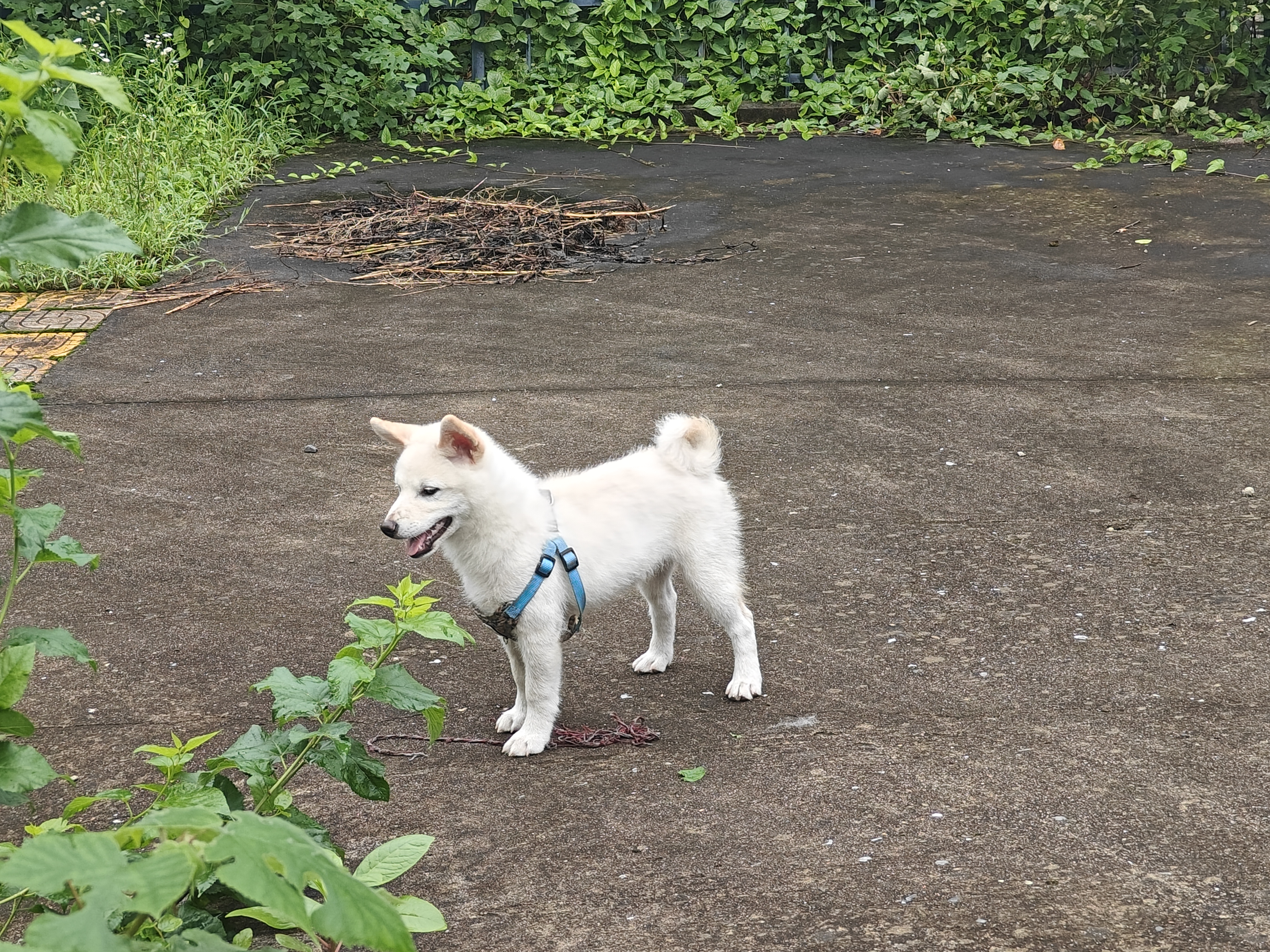 茶犬宠物图片