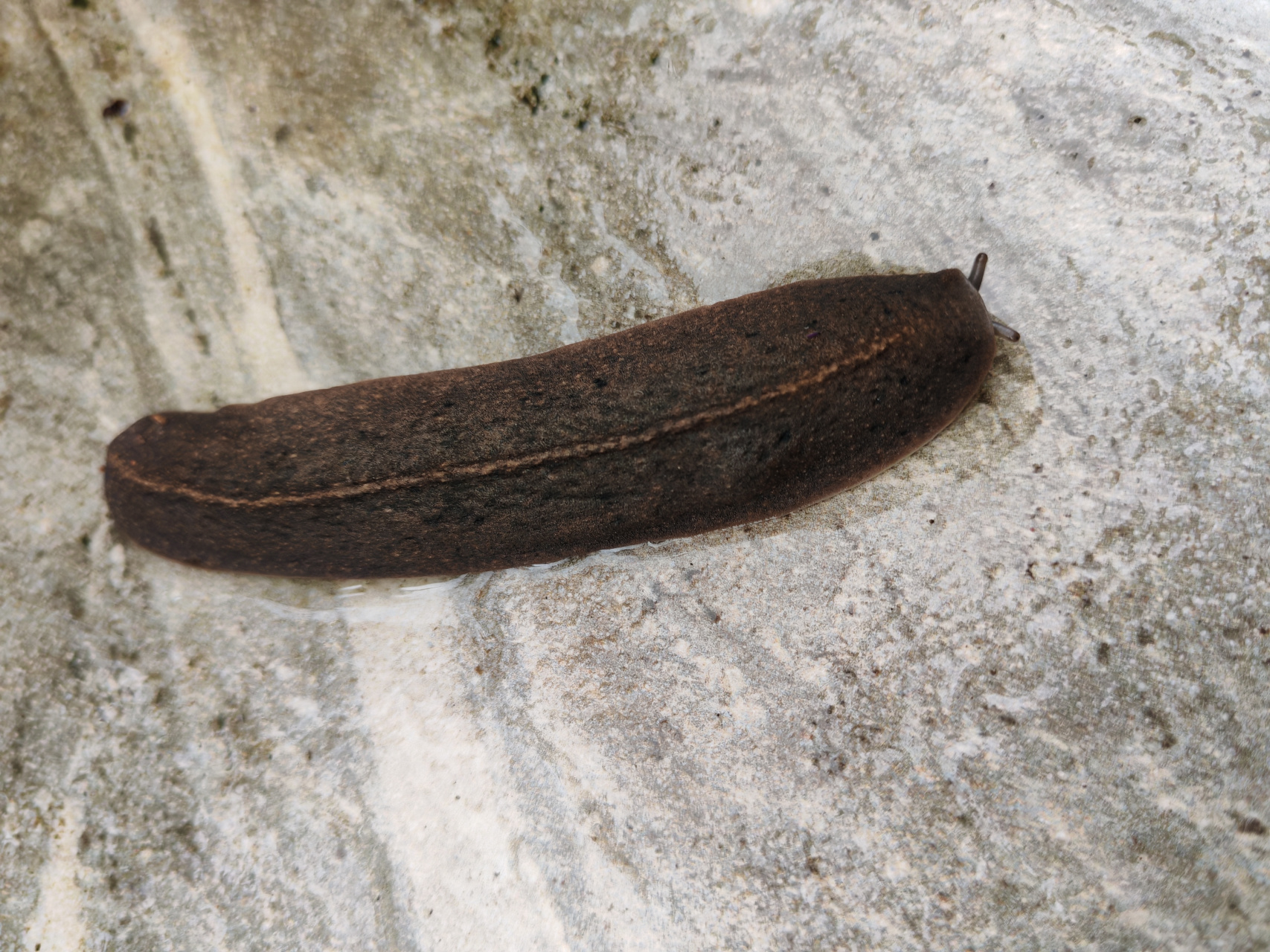 伪装成一片枯树叶的虫,看起来有点让人不适,长期的潮湿天气,让这种