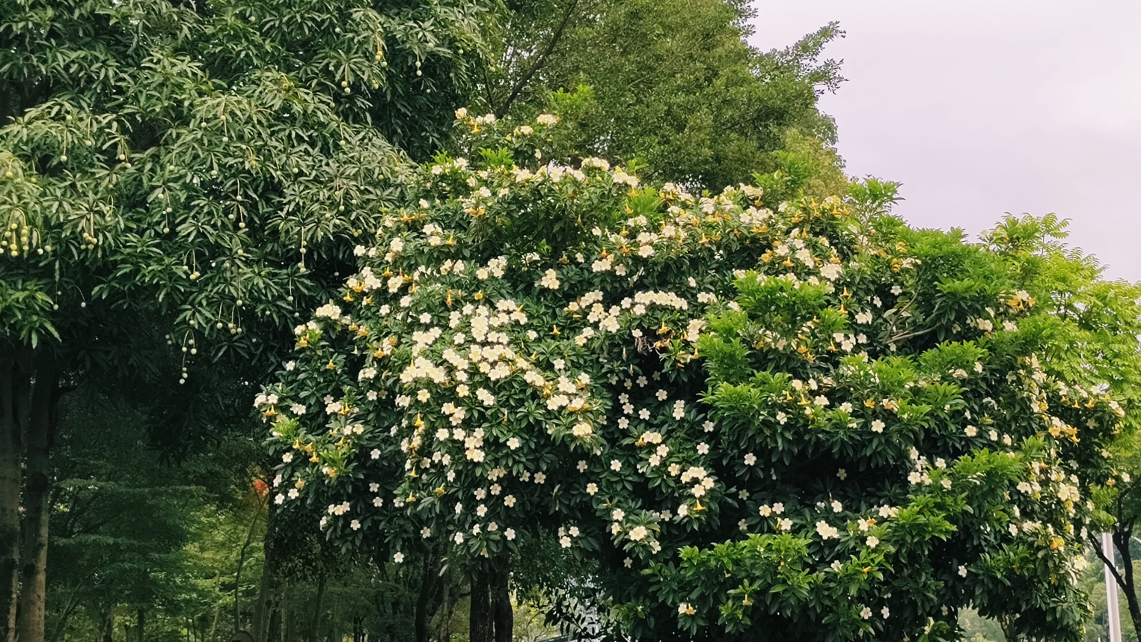 灰莉花朵图片