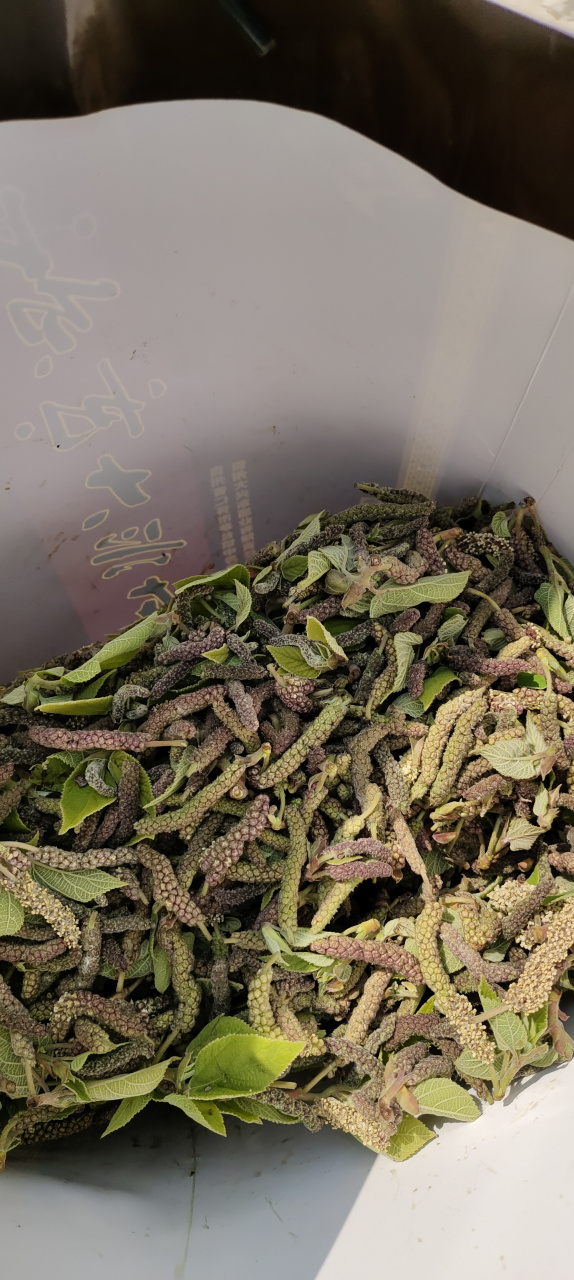 今天带妈妈出门踏青,发现了这个-枸桃穗,春天的美食.