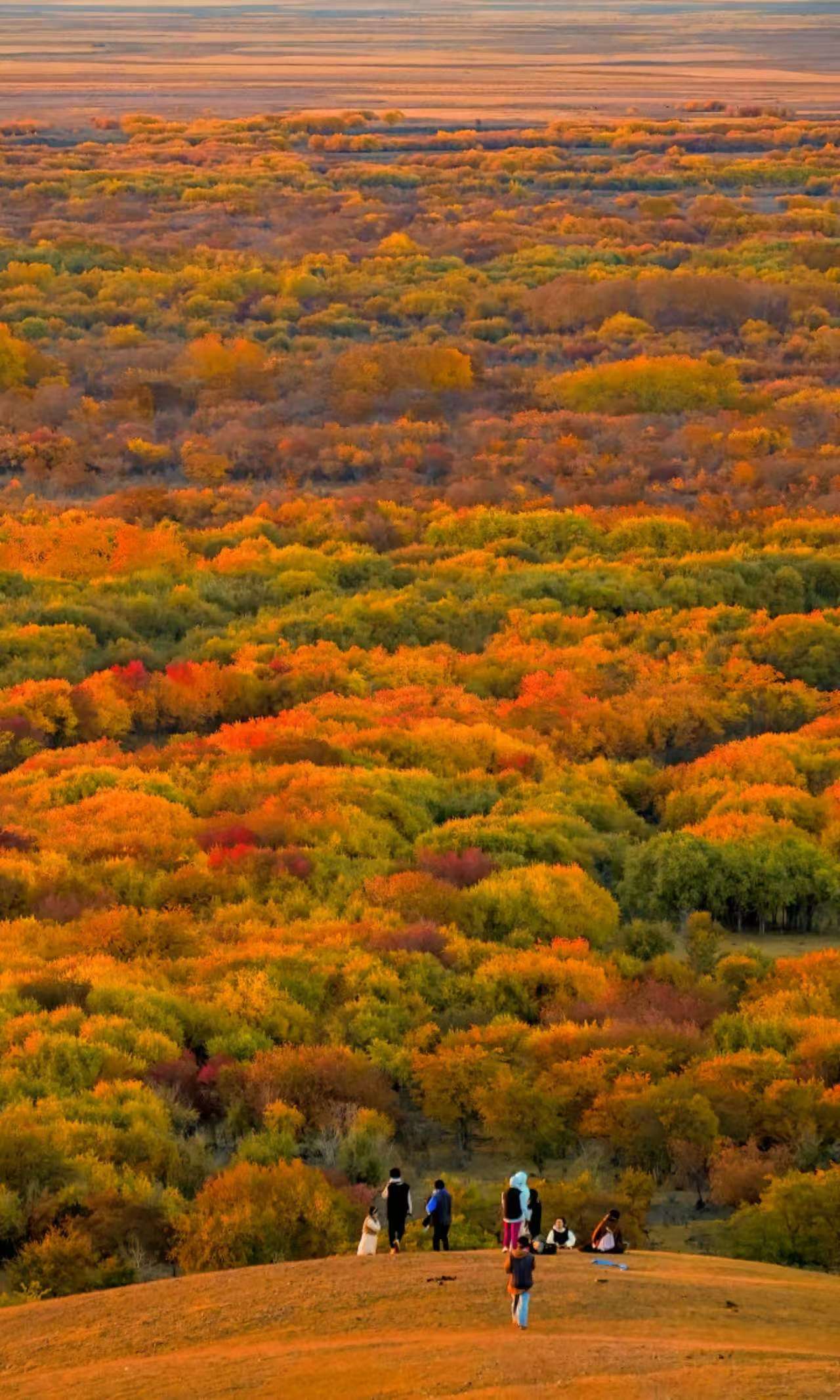 金秋时节,我们相约在这片绚烂的林海,共享这 up 级的美景