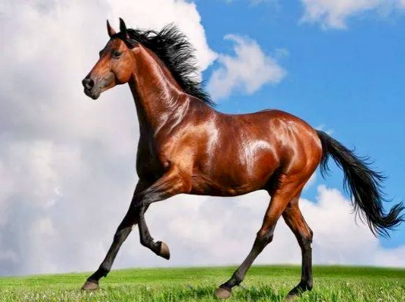 2025马生肖6月运势(属马人2025年每月运势)