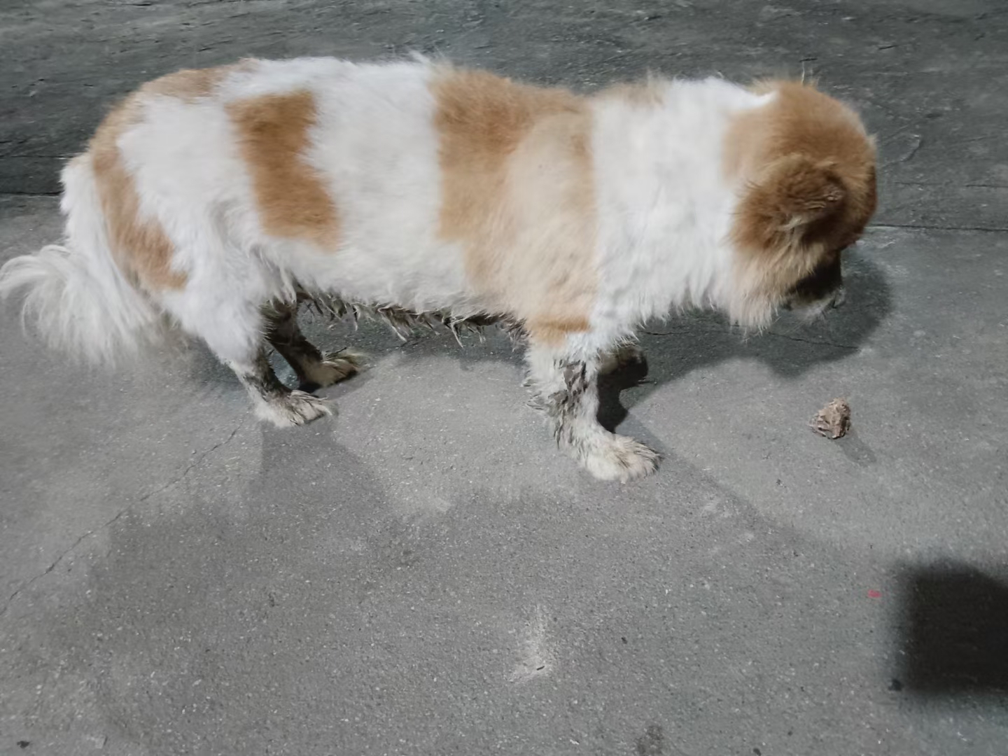 养了13年的宠宠,妈妈说:它很会看家,现在年龄大了,主出去散步它有时也