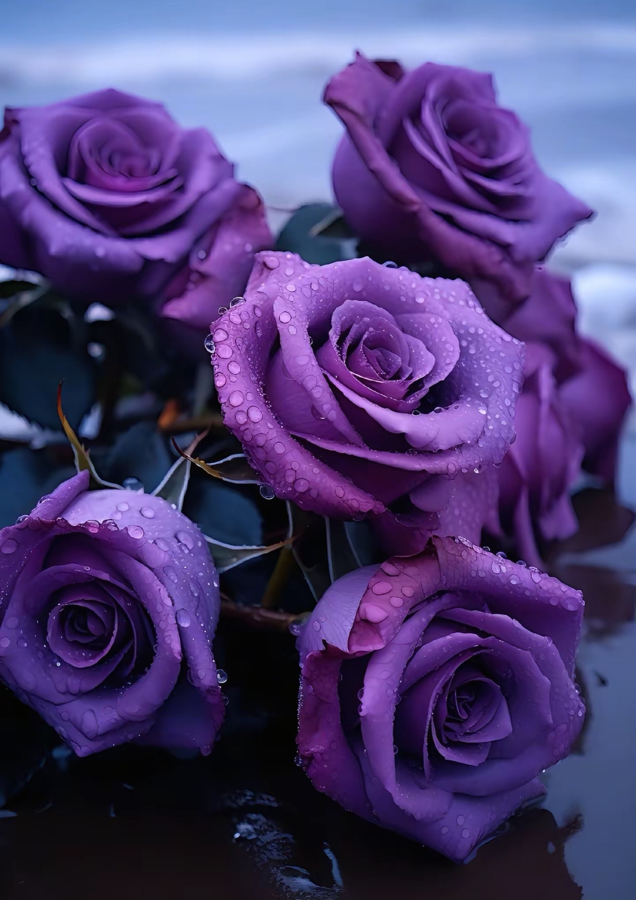 新大陆计划# 紫,粉高级色彩绽放的玫瑰,带着它的高贵和财富,唯美浪漫