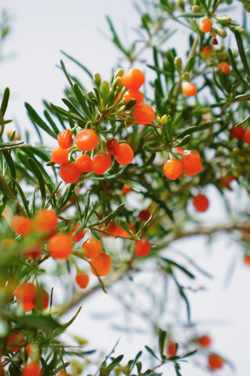 动态夏日征集令# 银川旅行 | 枸杞丰收季|沉浸式游览百瑞源枸杞庄 