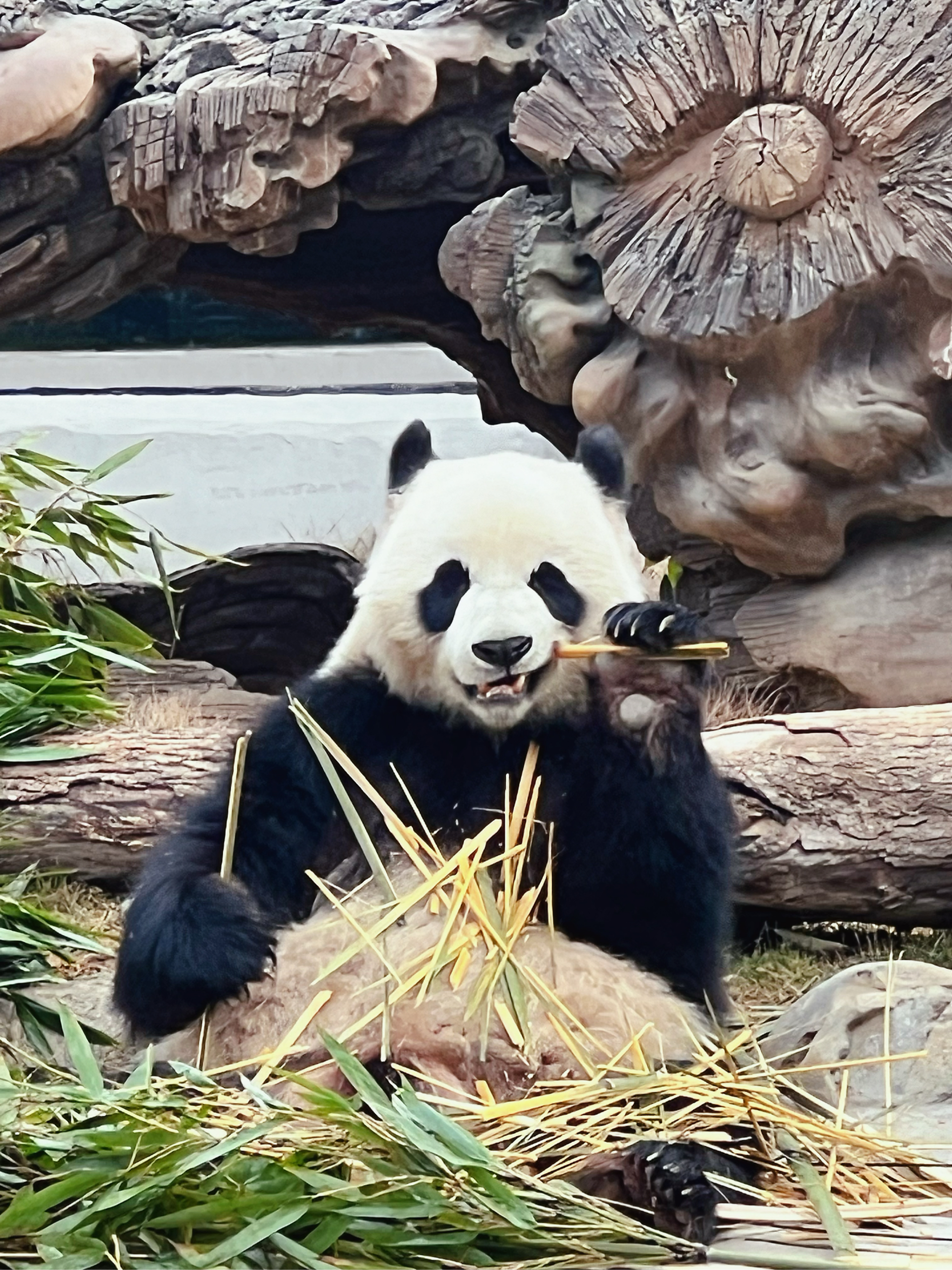 小深深儿熊猫图片