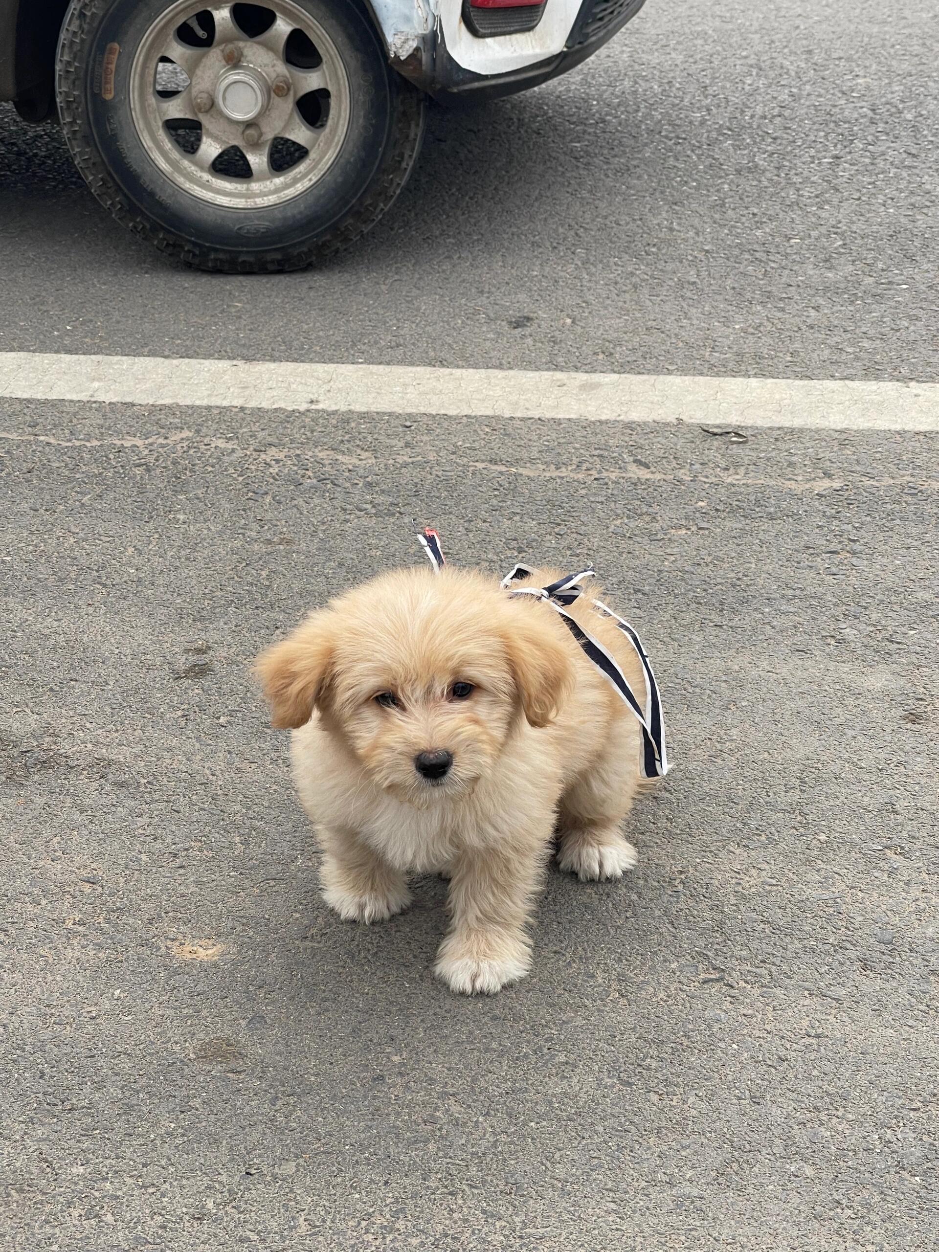 金黄狐狸犬小犬图片