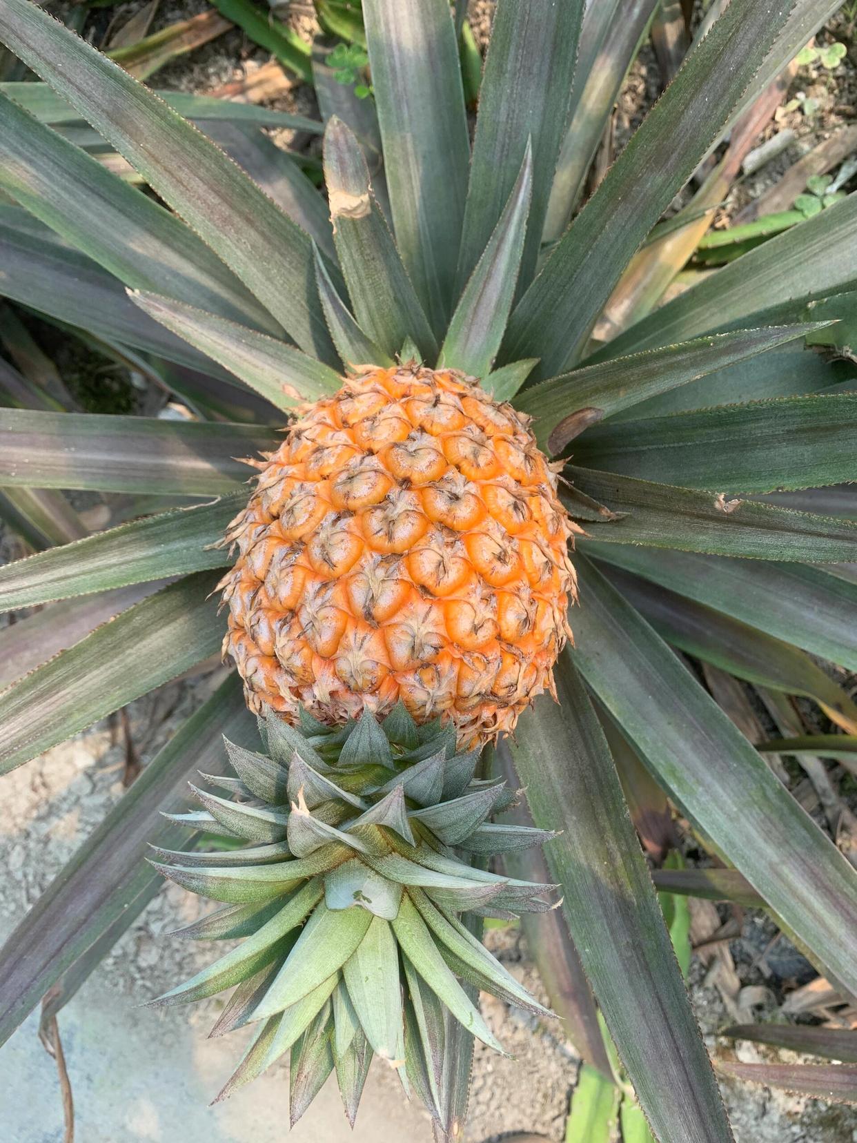 一直都认为菠萝是长在树的,今天才知道菠萝是植物在大棚里就能生长