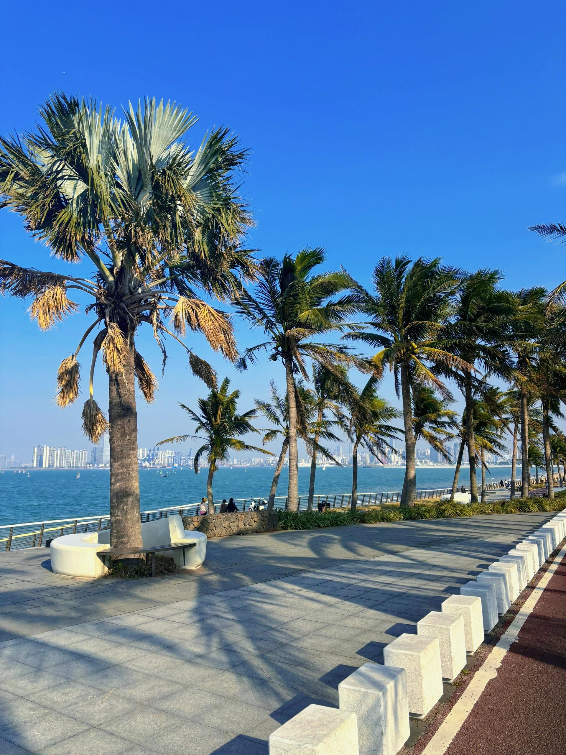 阳光沙滩椰子树,海风轻拂好心情